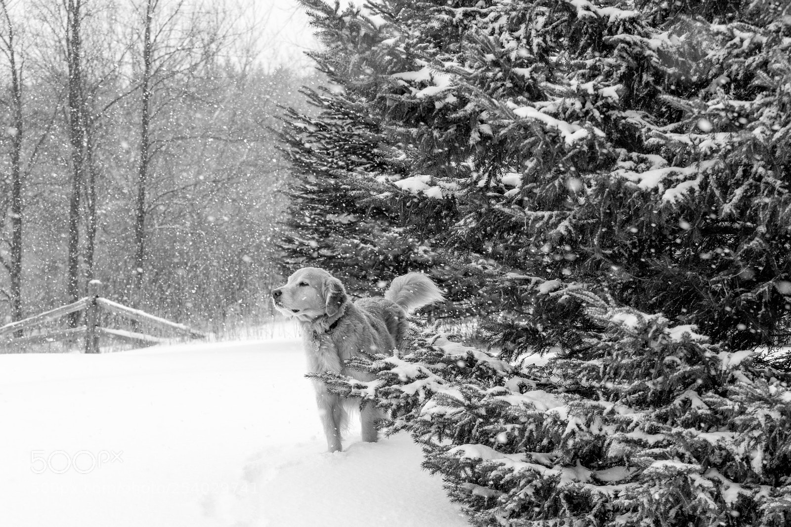 Canon EOS 80D sample photo. April snowstorm's biggest fan photography