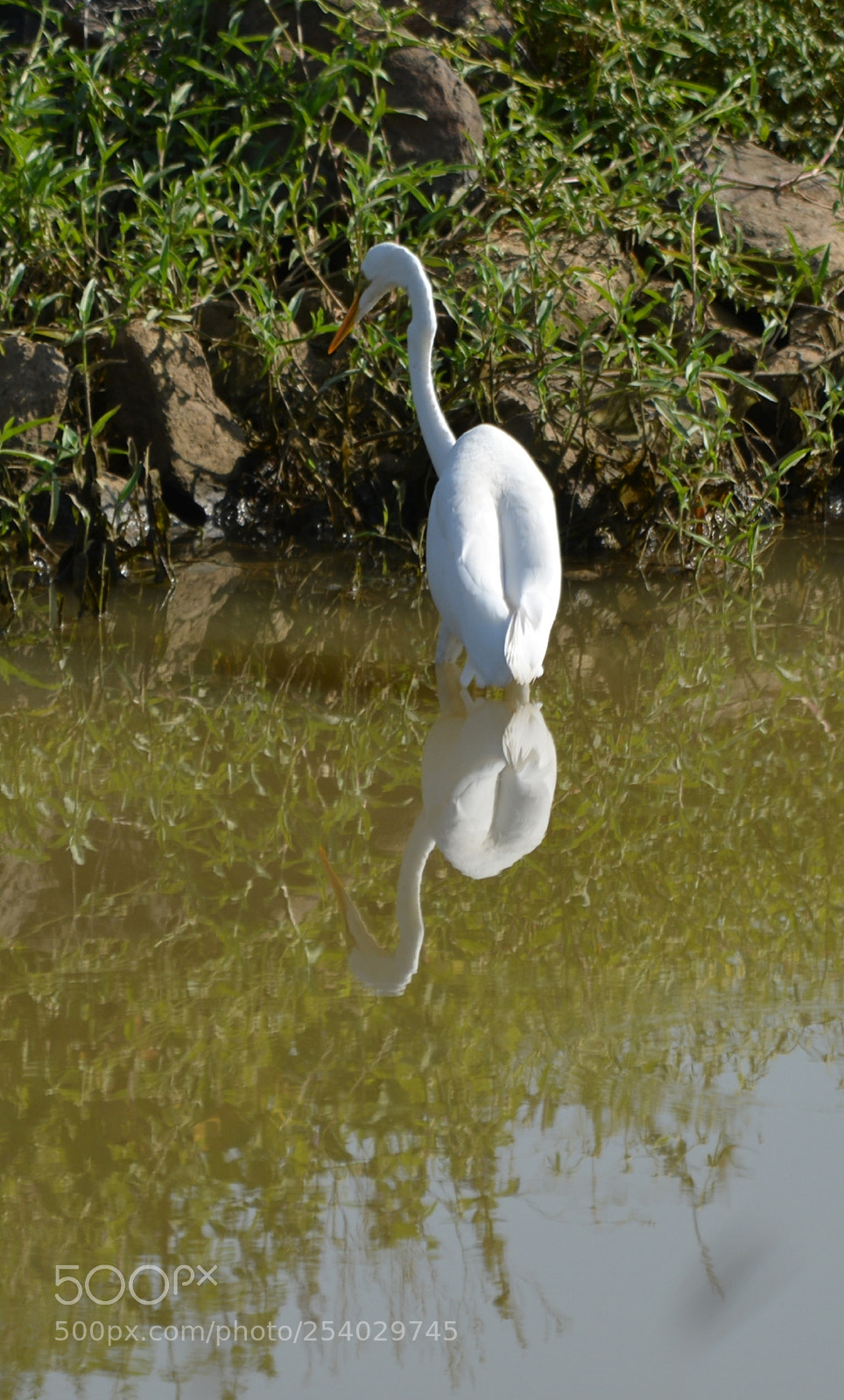 Nikon D5200 sample photo. Stork photography