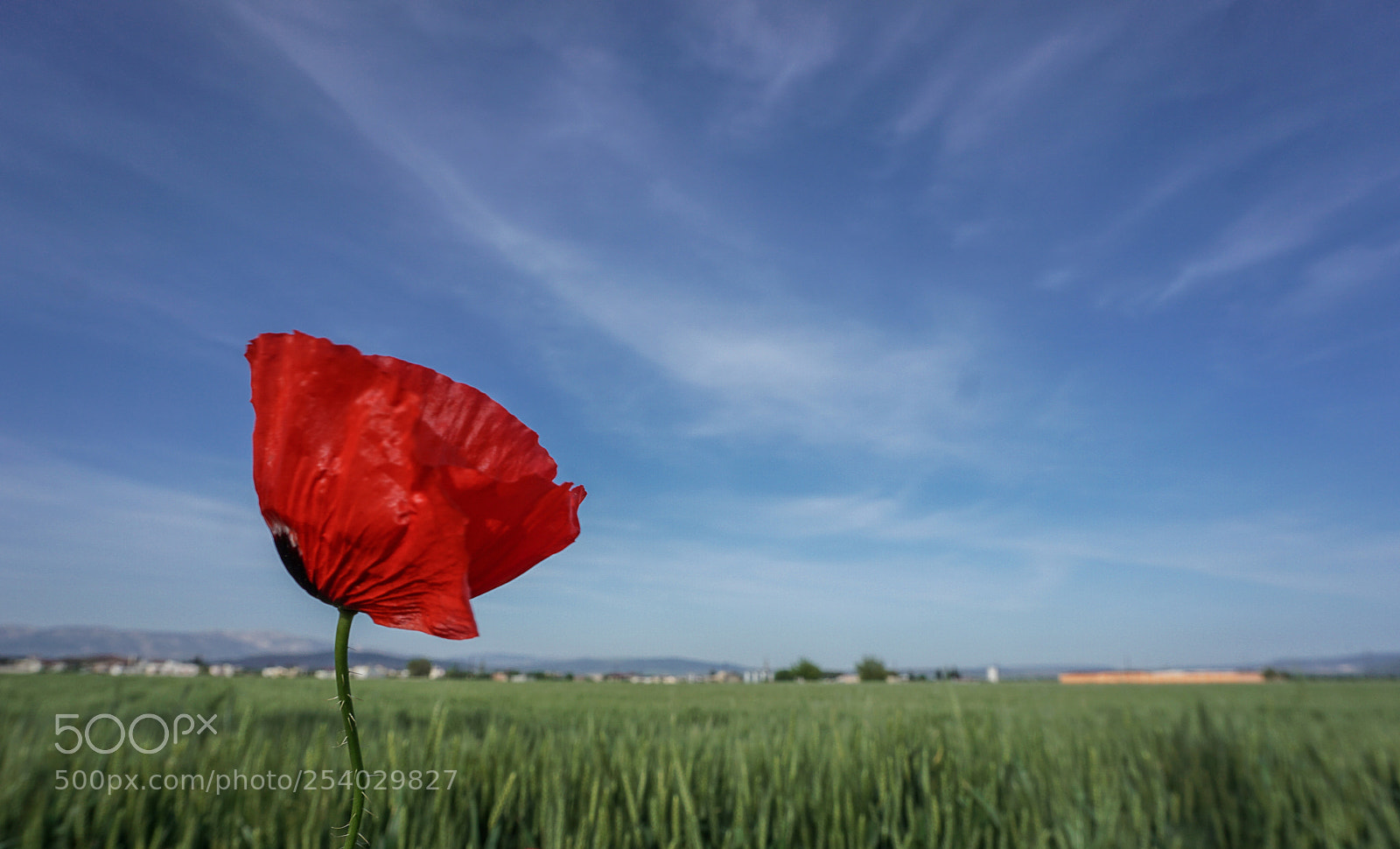 Sony a6000 sample photo. Poppy flower photography