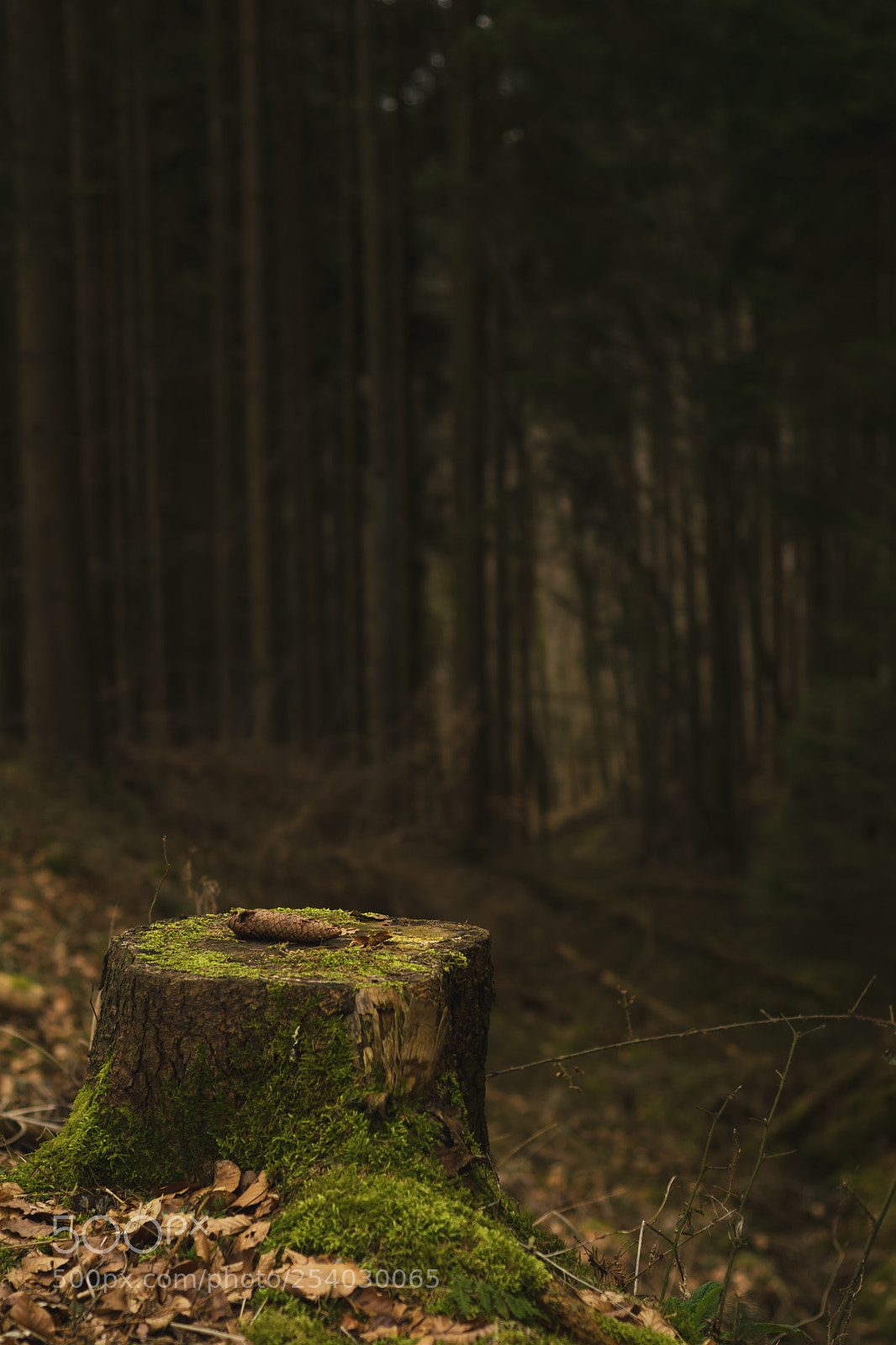 Nikon D3300 sample photo. Cone photography