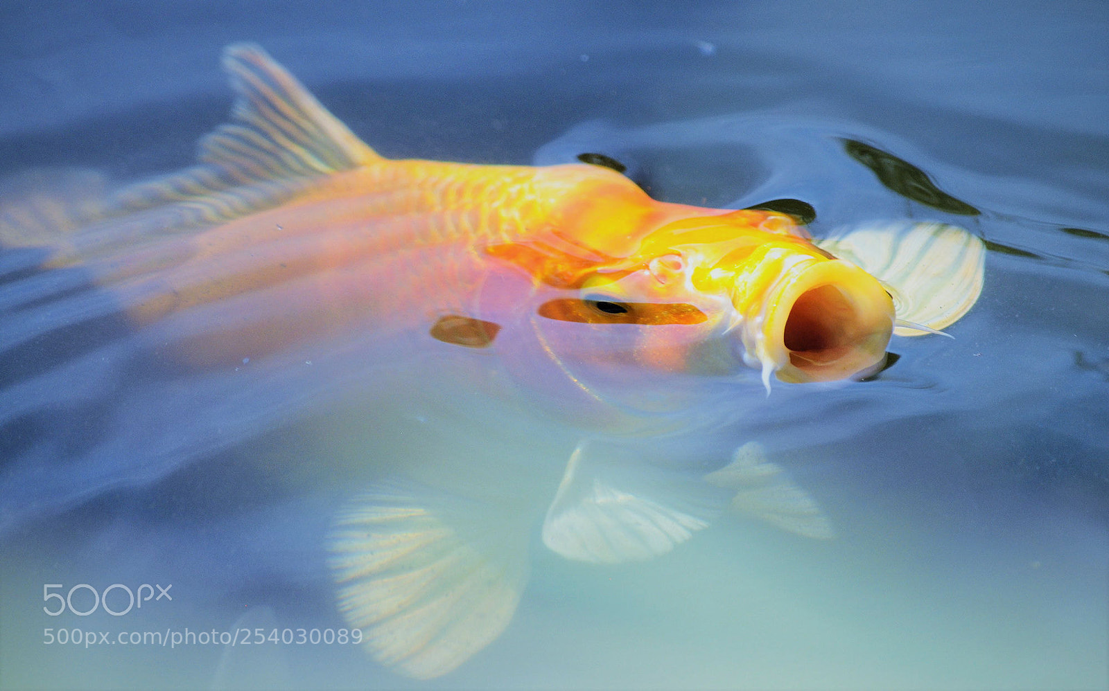 Nikon D90 sample photo. Koi photography