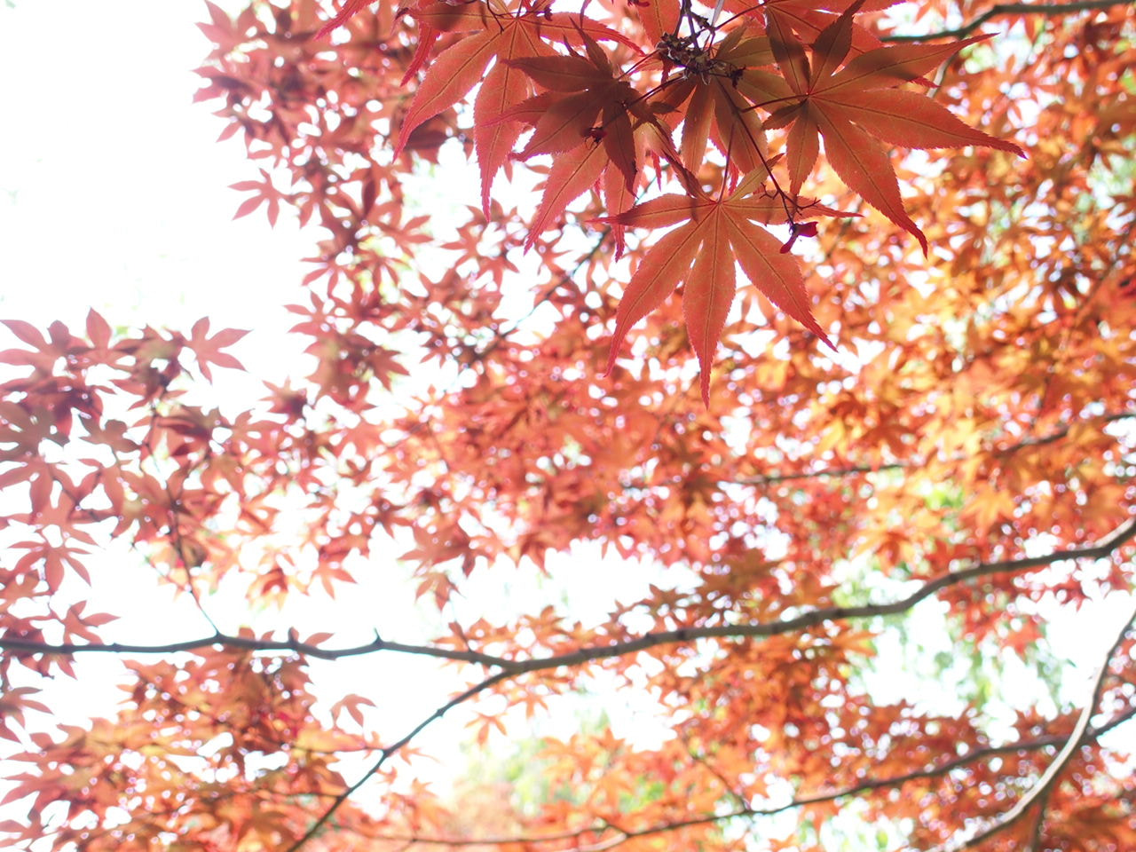 Olympus STYLUS1,1s sample photo. Maple leaf in spring photography