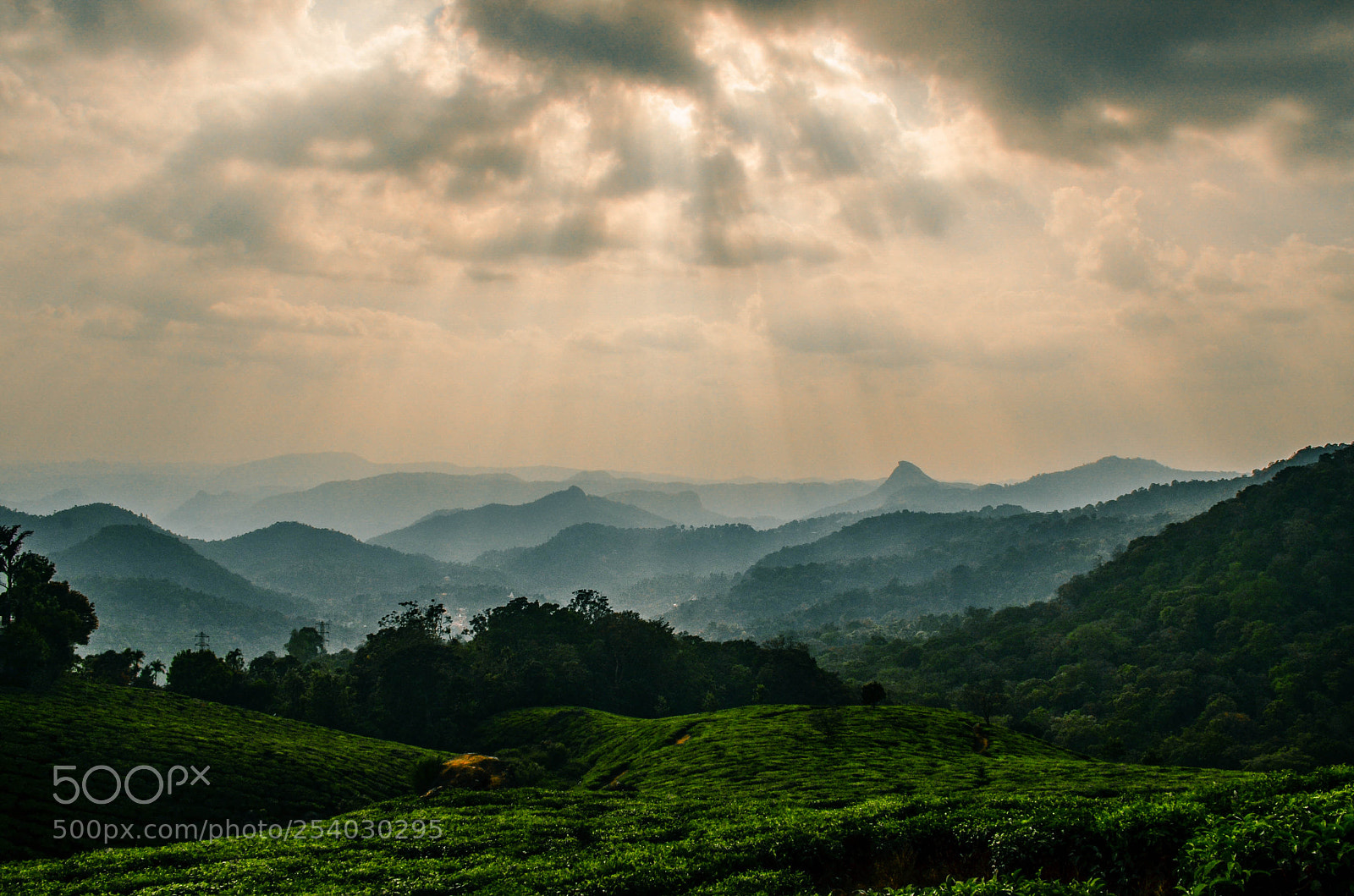 Nikon D5100 sample photo. Tea garden photography