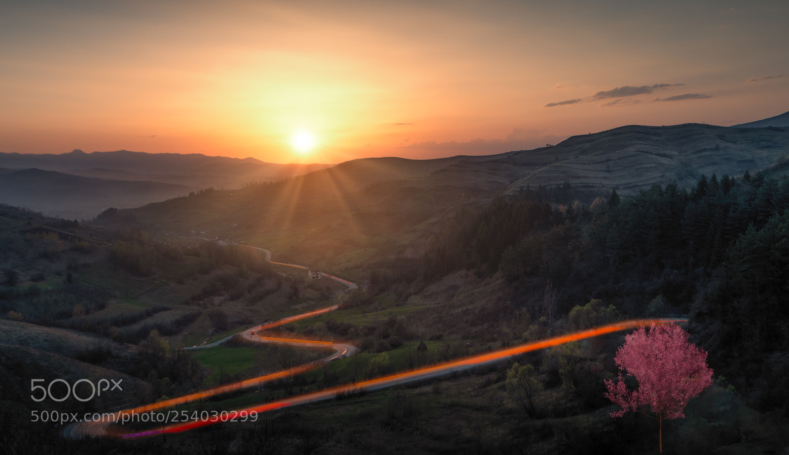 Nikon D850 sample photo. Forest road photography