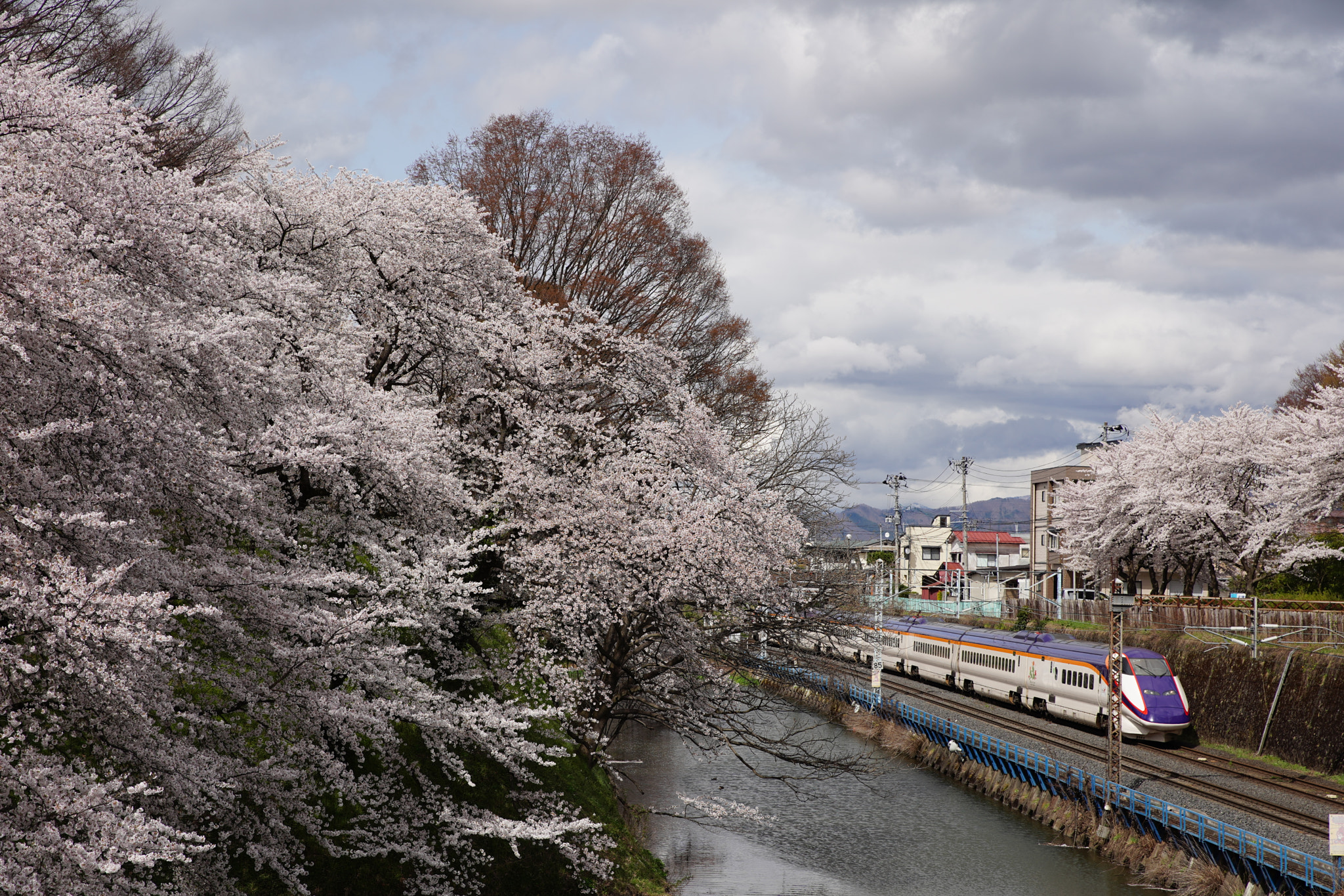 Canon EF 24-70mm F2.8L II USM sample photo. Sakura, moat, shinkansen photography