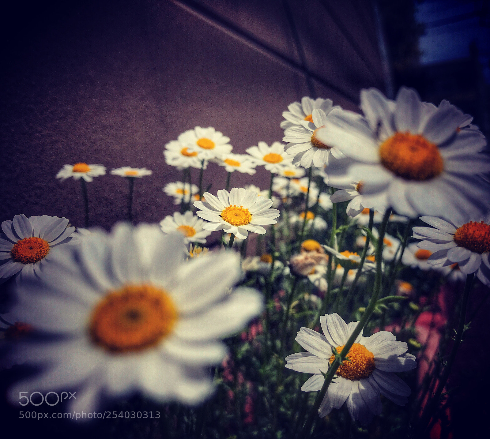 Apple iPhone 7 Plus sample photo. Cute flowers photography