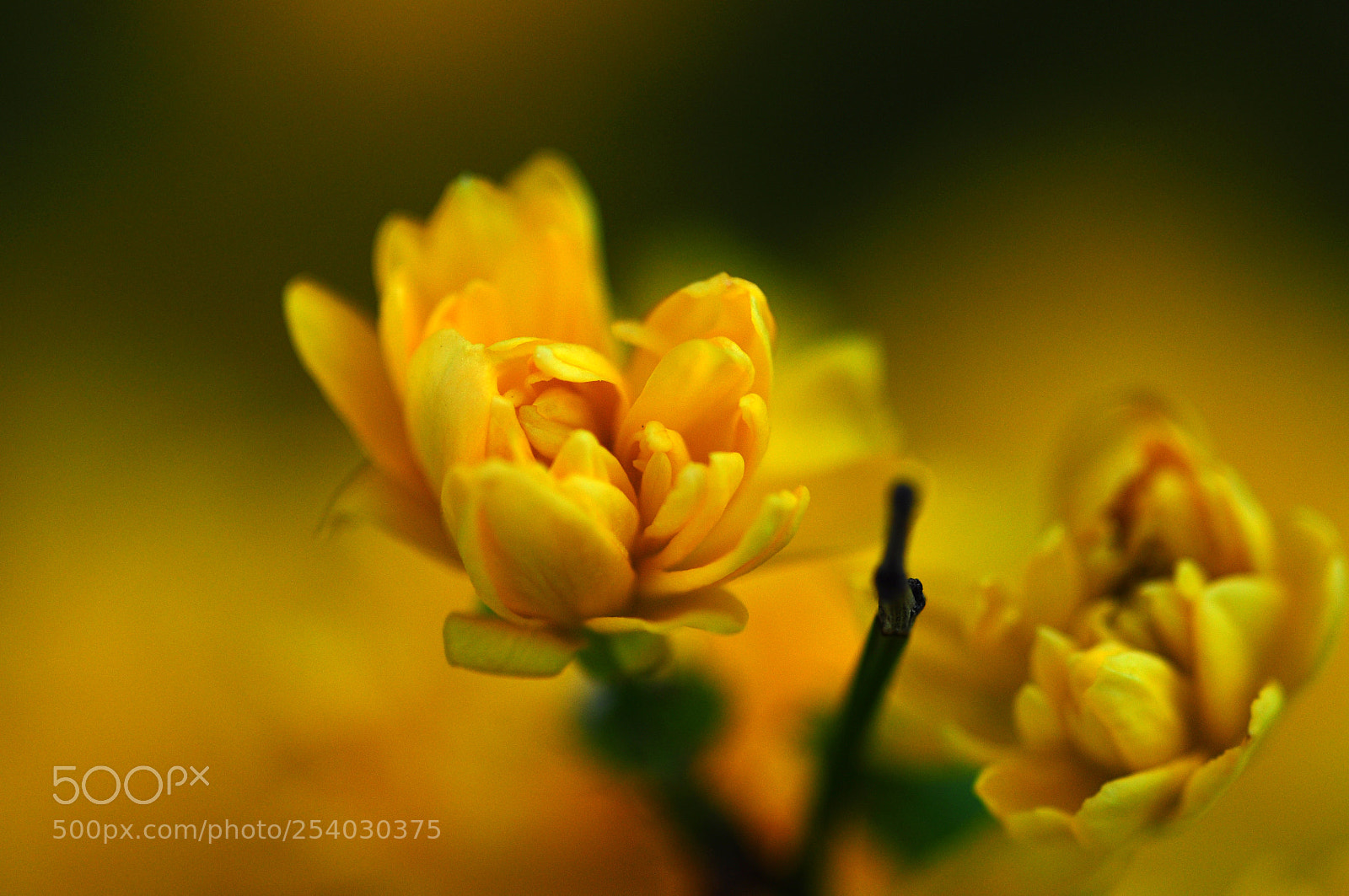 Nikon D90 sample photo. It's springtime again.... photography
