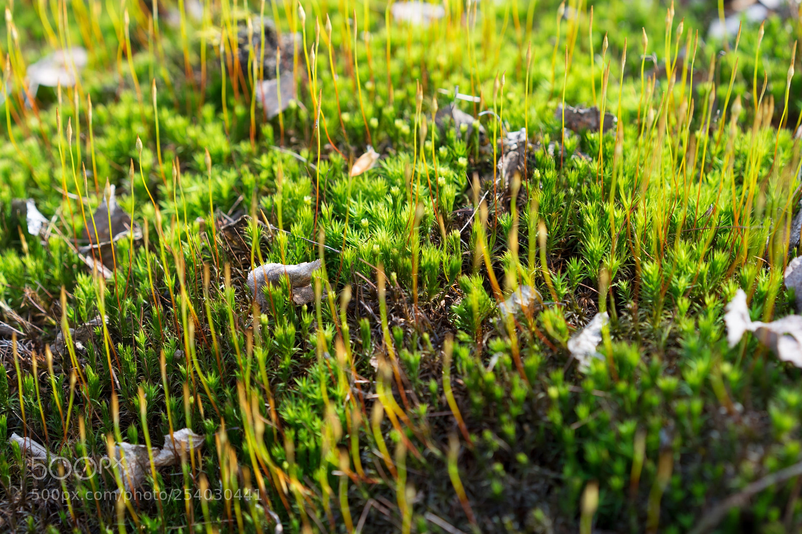 Sony a7 II sample photo. Wild moss photography