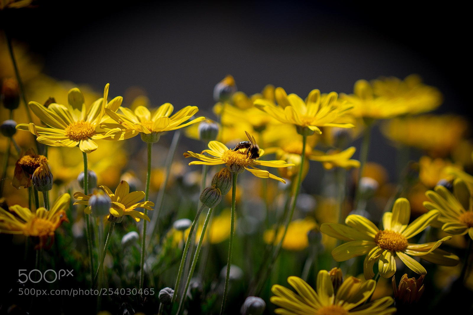 Canon EOS 700D (EOS Rebel T5i / EOS Kiss X7i) sample photo. Bee on the flower photography