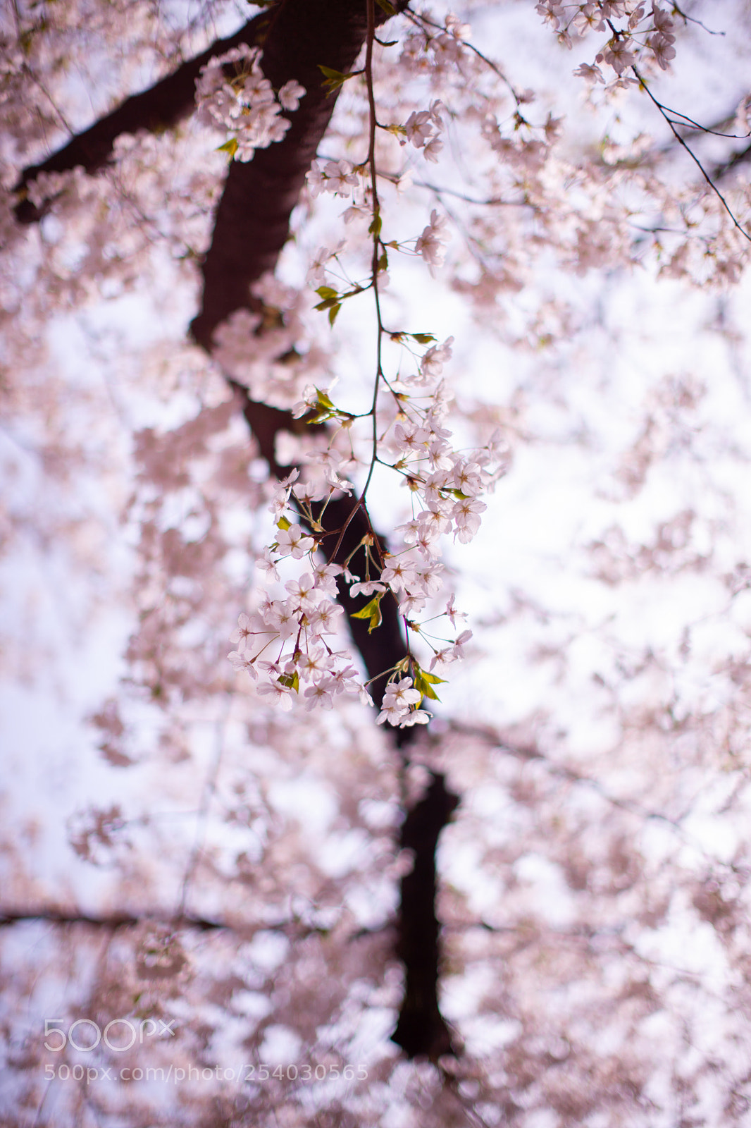 Canon EOS-1Ds Mark III sample photo. 벚꽃, cherry blossom photography