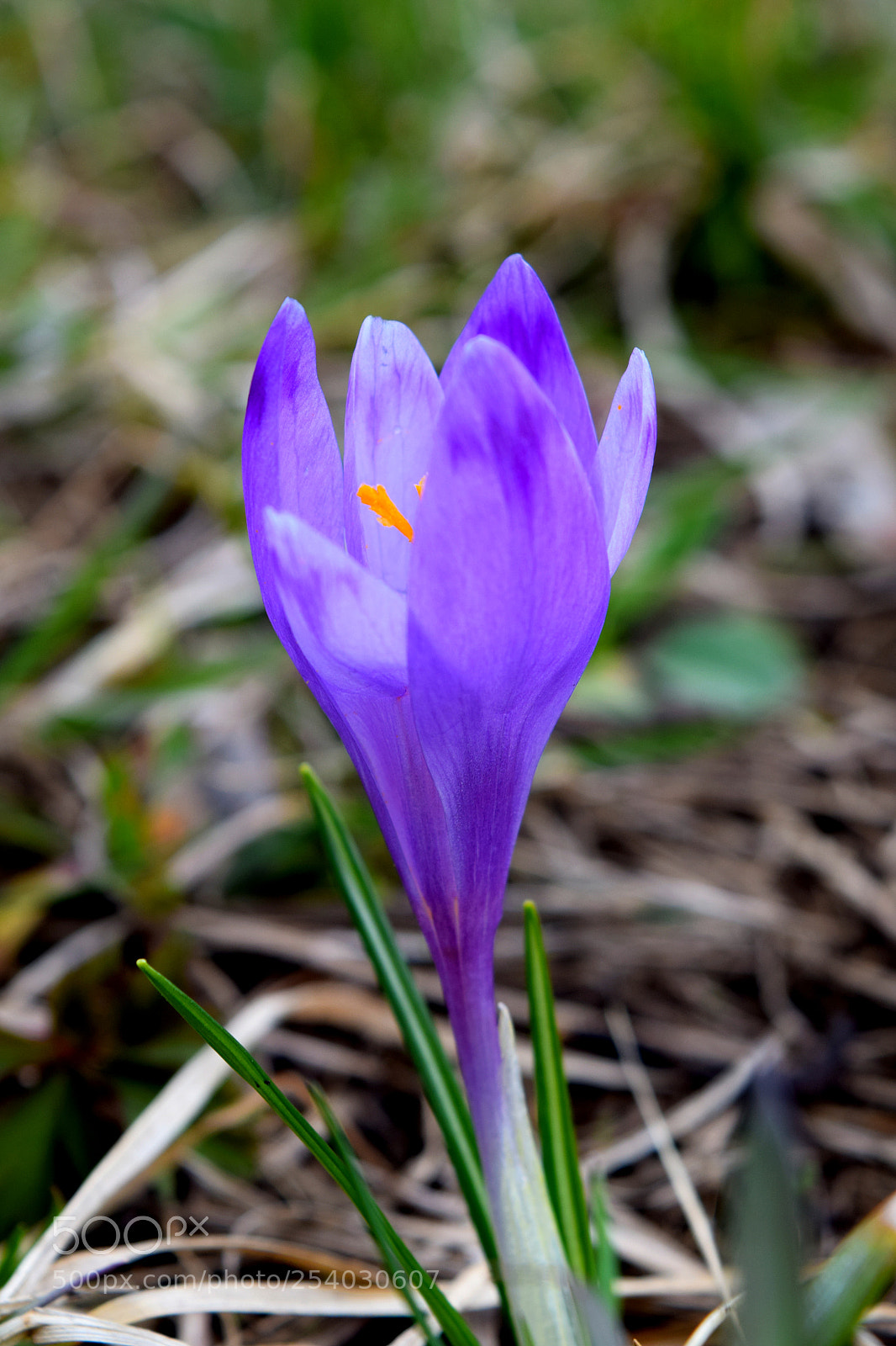 Nikon D3300 sample photo. Awakening photography