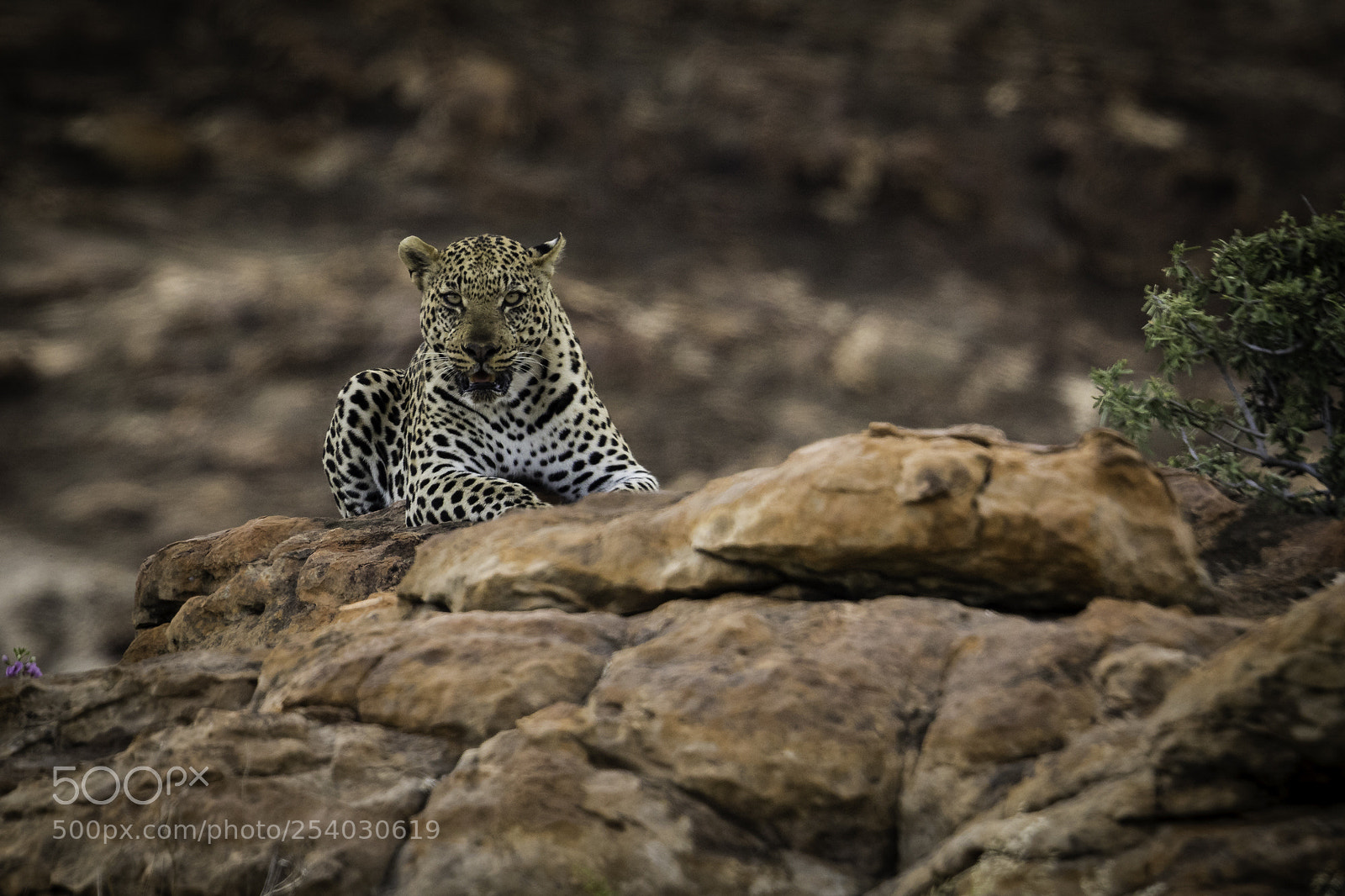 Canon EOS 7D Mark II sample photo. Leopard stare photography