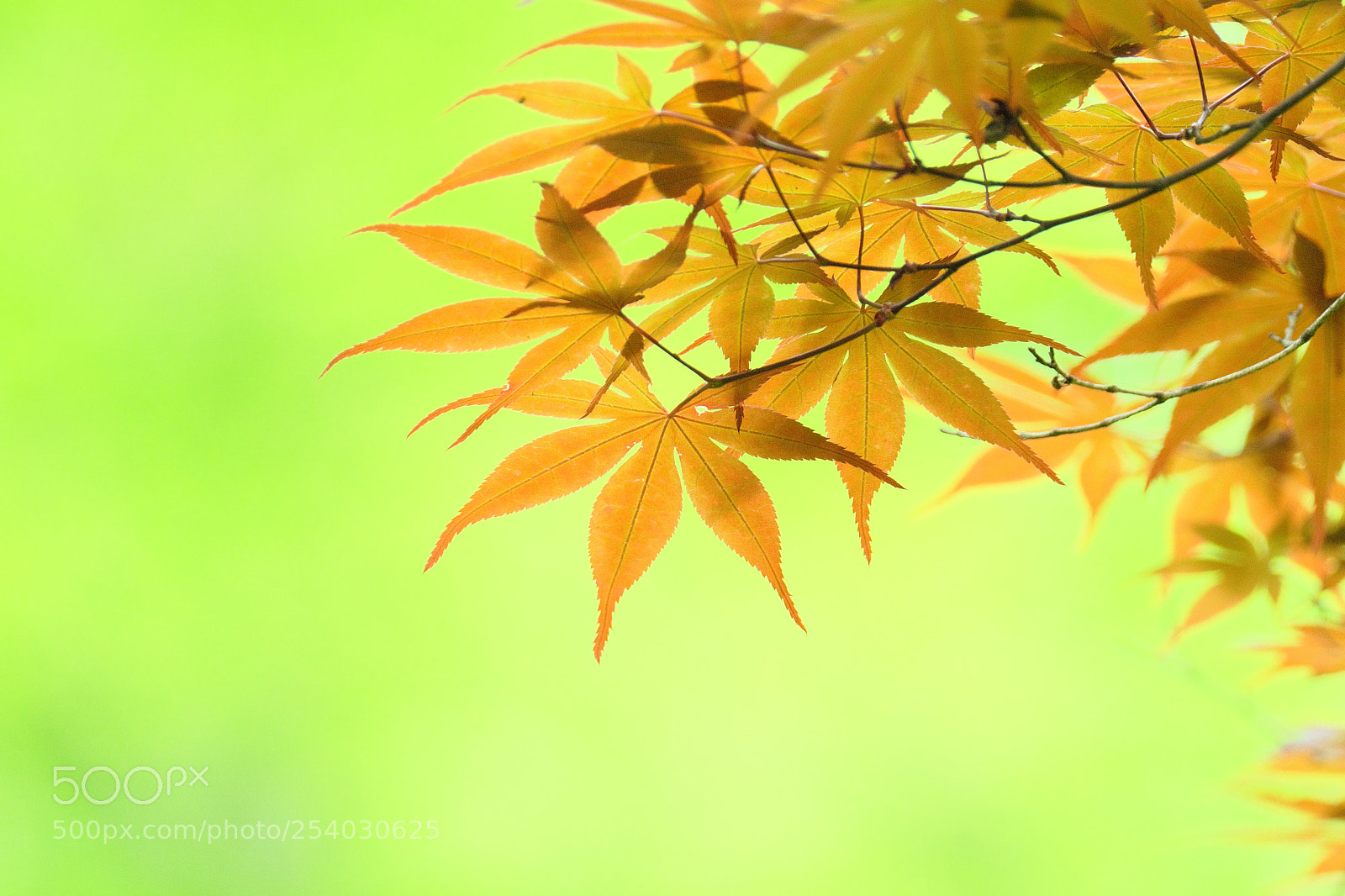 Fujifilm X-T2 sample photo. Dscf photography
