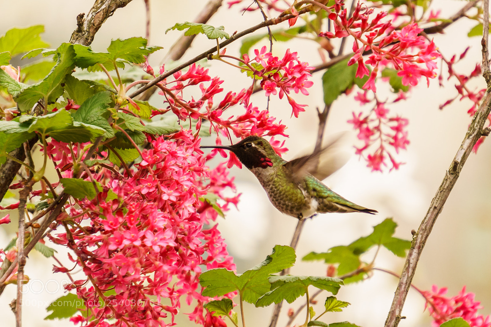 Sony a6000 sample photo. Hummingbird photography