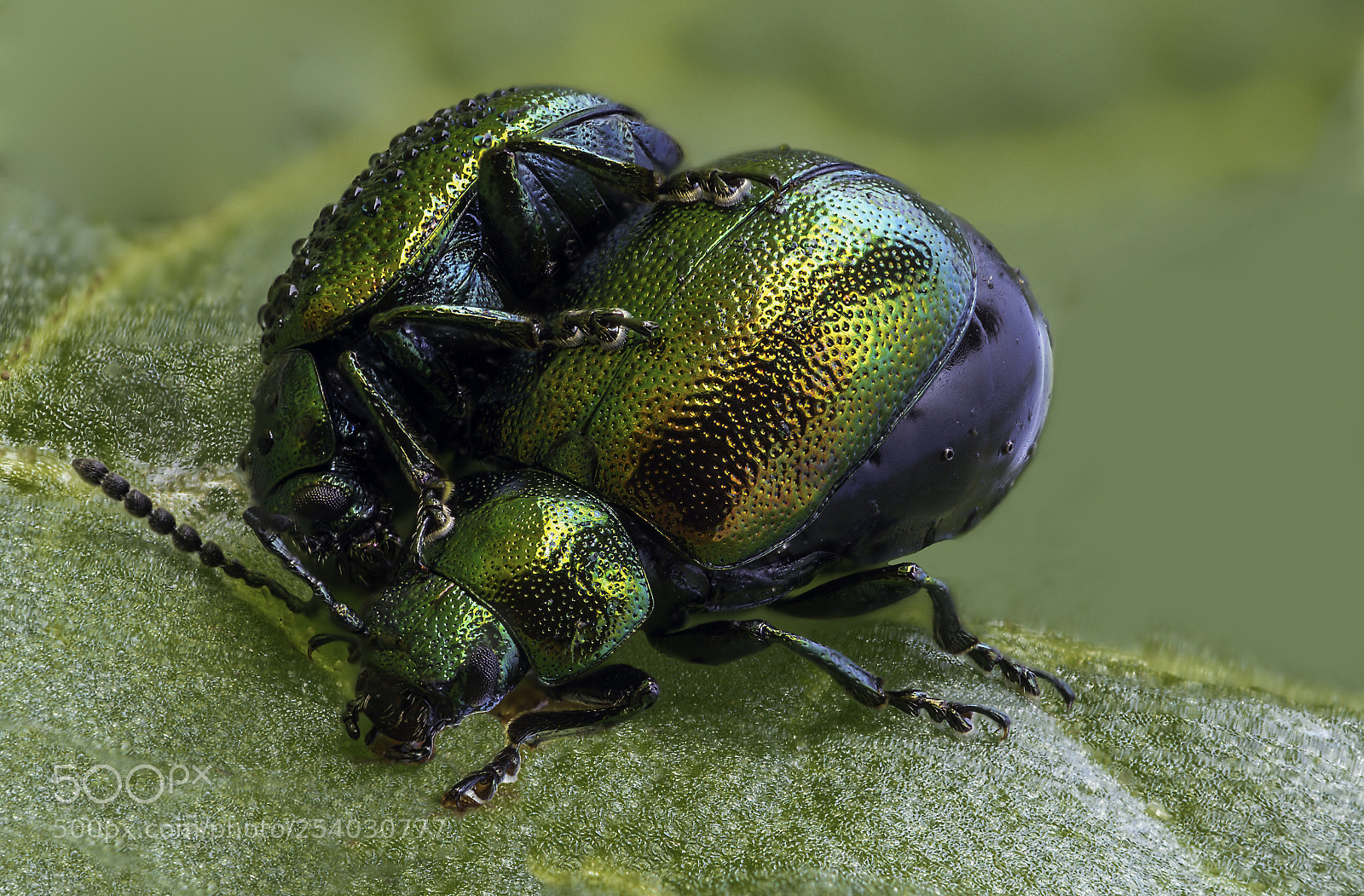 Olympus OM-D E-M1 Mark II sample photo. Gastrophysa viridula #2 photography