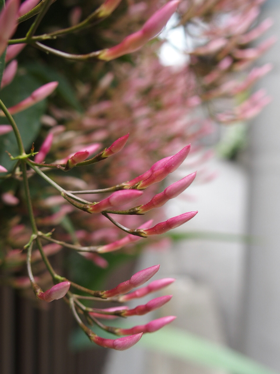 Olympus STYLUS1,1s sample photo. Jasmine photography
