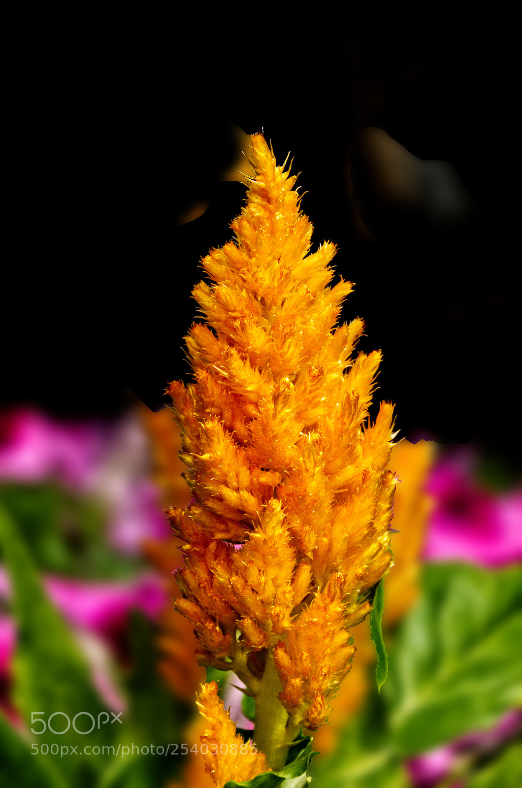 Nikon D7200 sample photo. Celosia photography