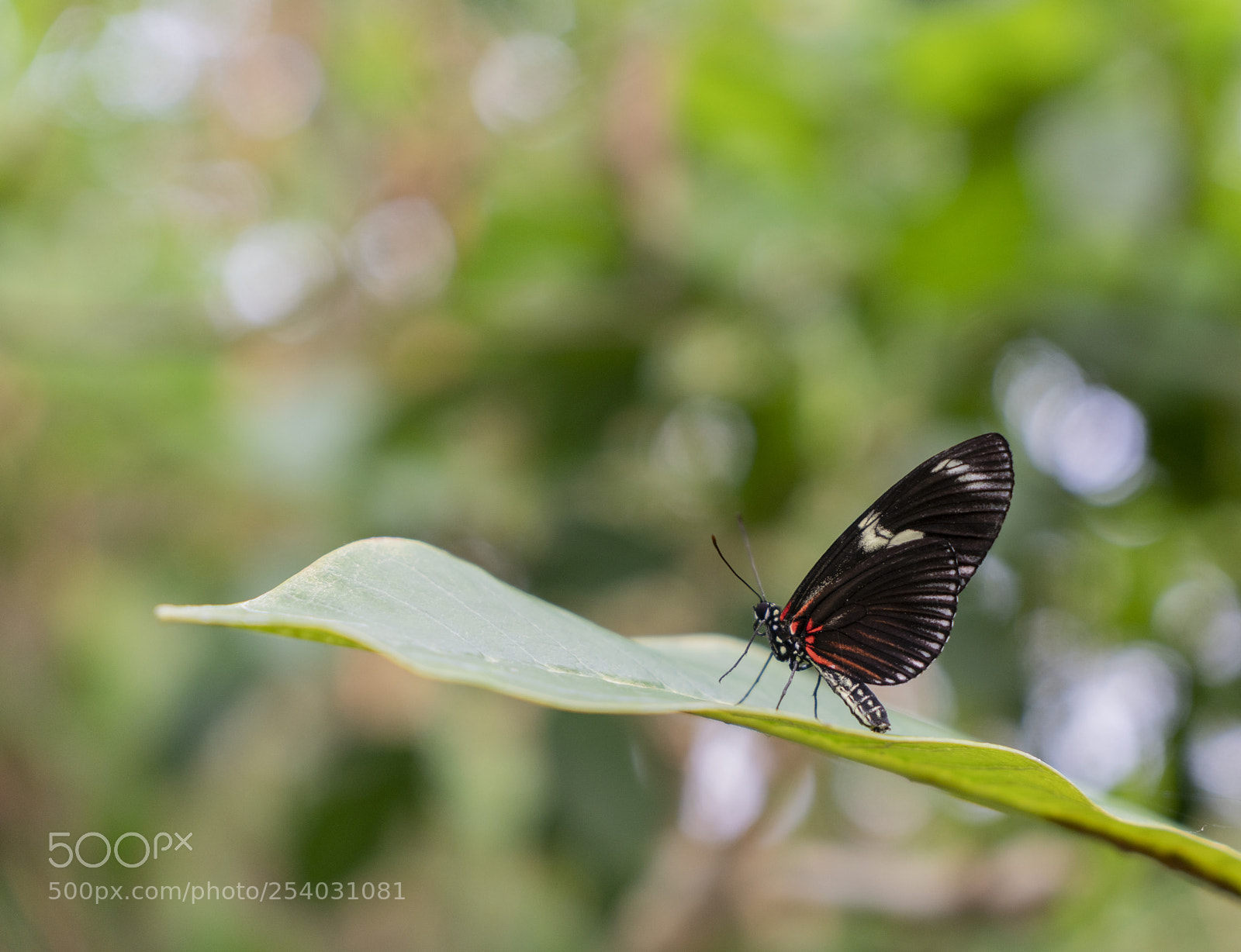 Sony a7R II sample photo. Butterfly diergaarde blijdorp rotterdam photography