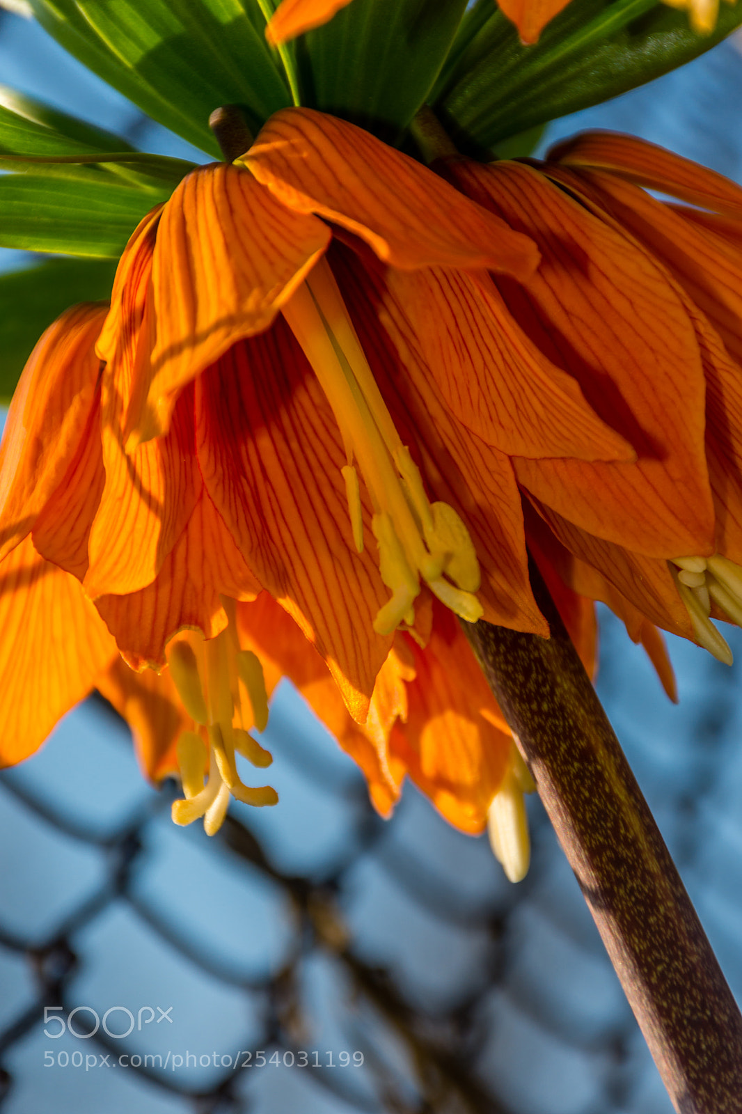 Nikon D7200 sample photo. Fritillaria imperialis photography