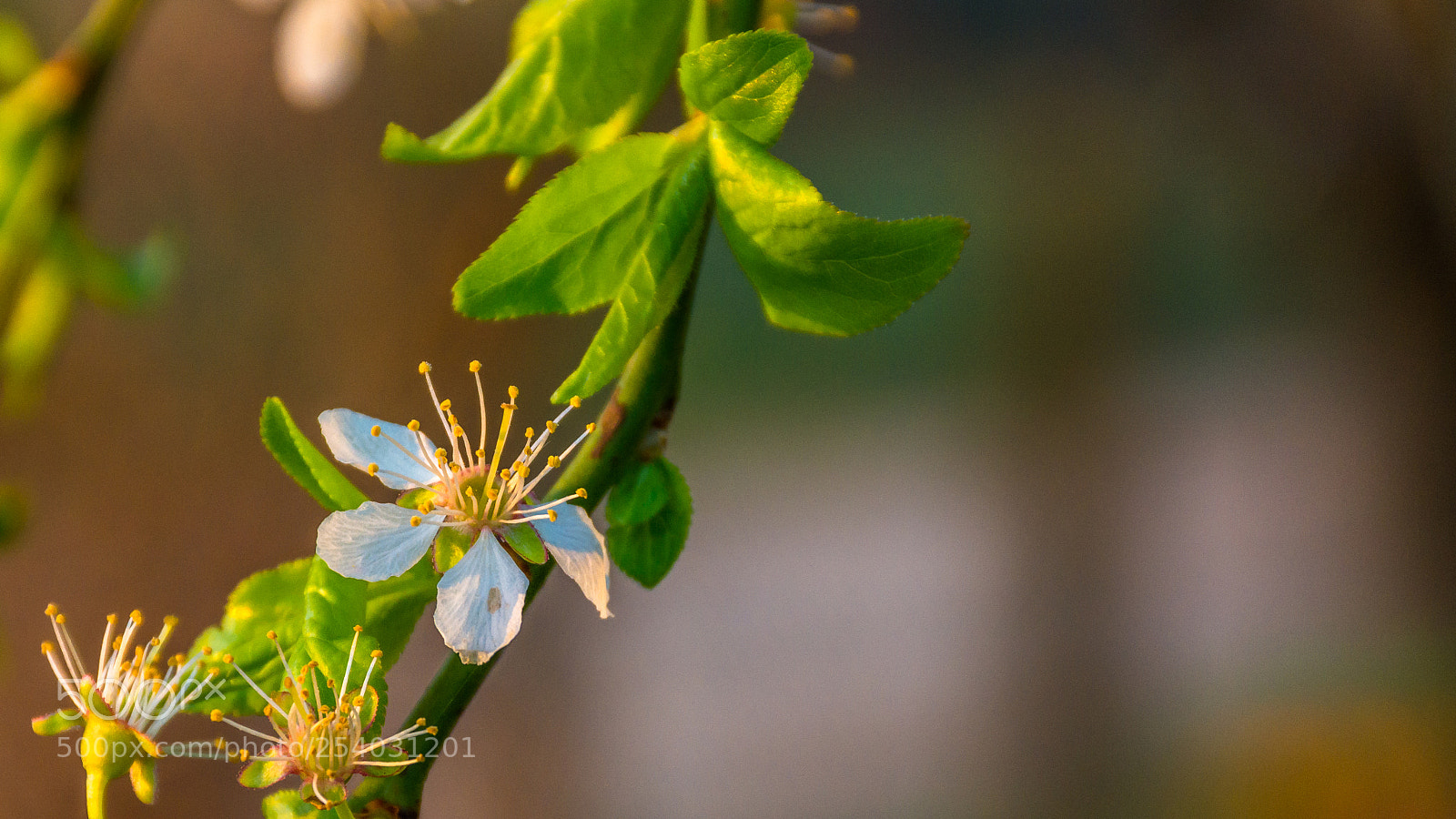 Nikon D7200 sample photo. Cherry blossom photography