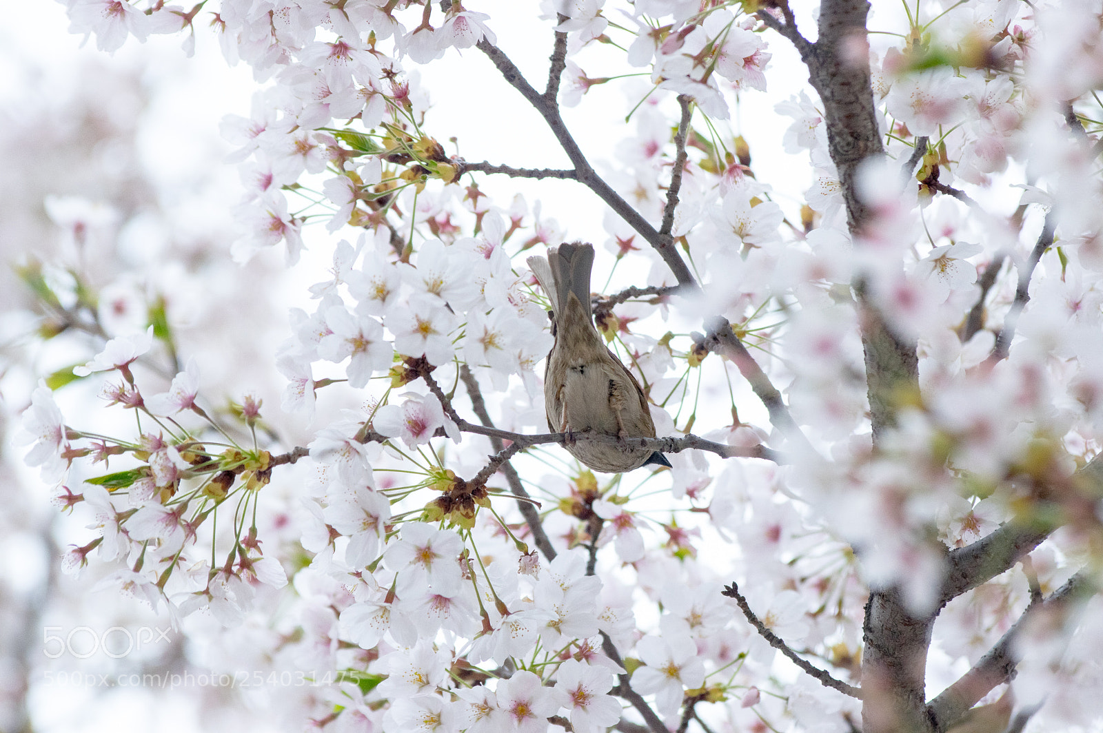 Pentax K-3 sample photo. A bird photography