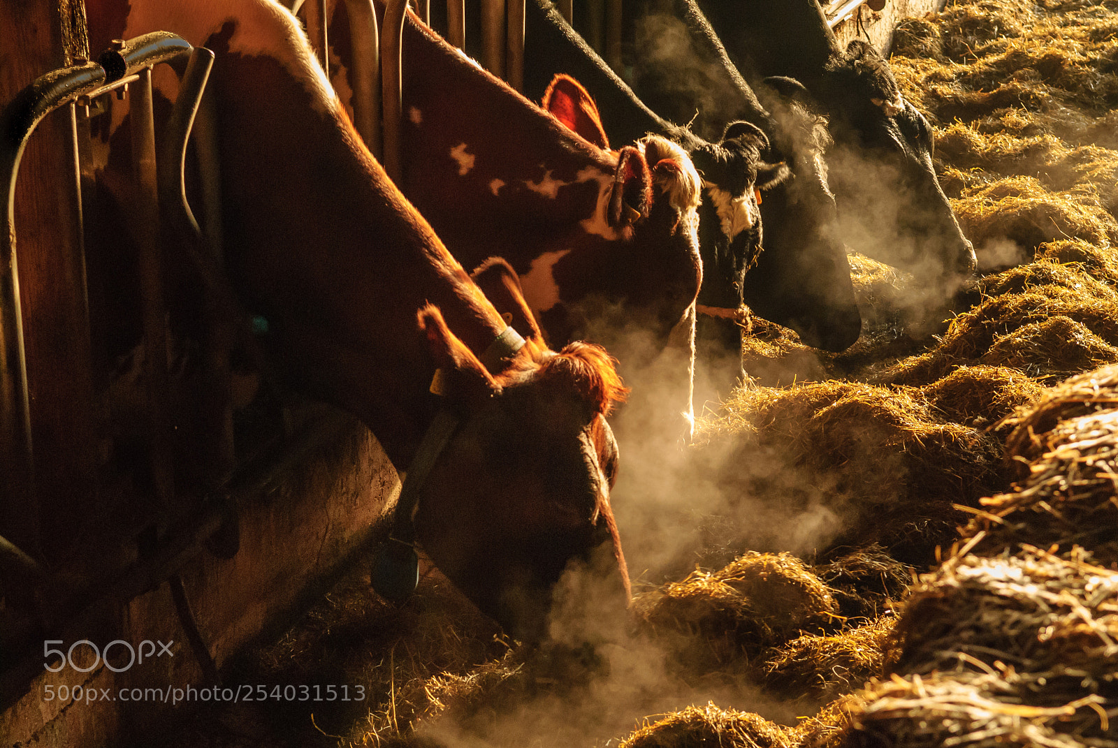 Nikon D200 sample photo. Cows are eating photography