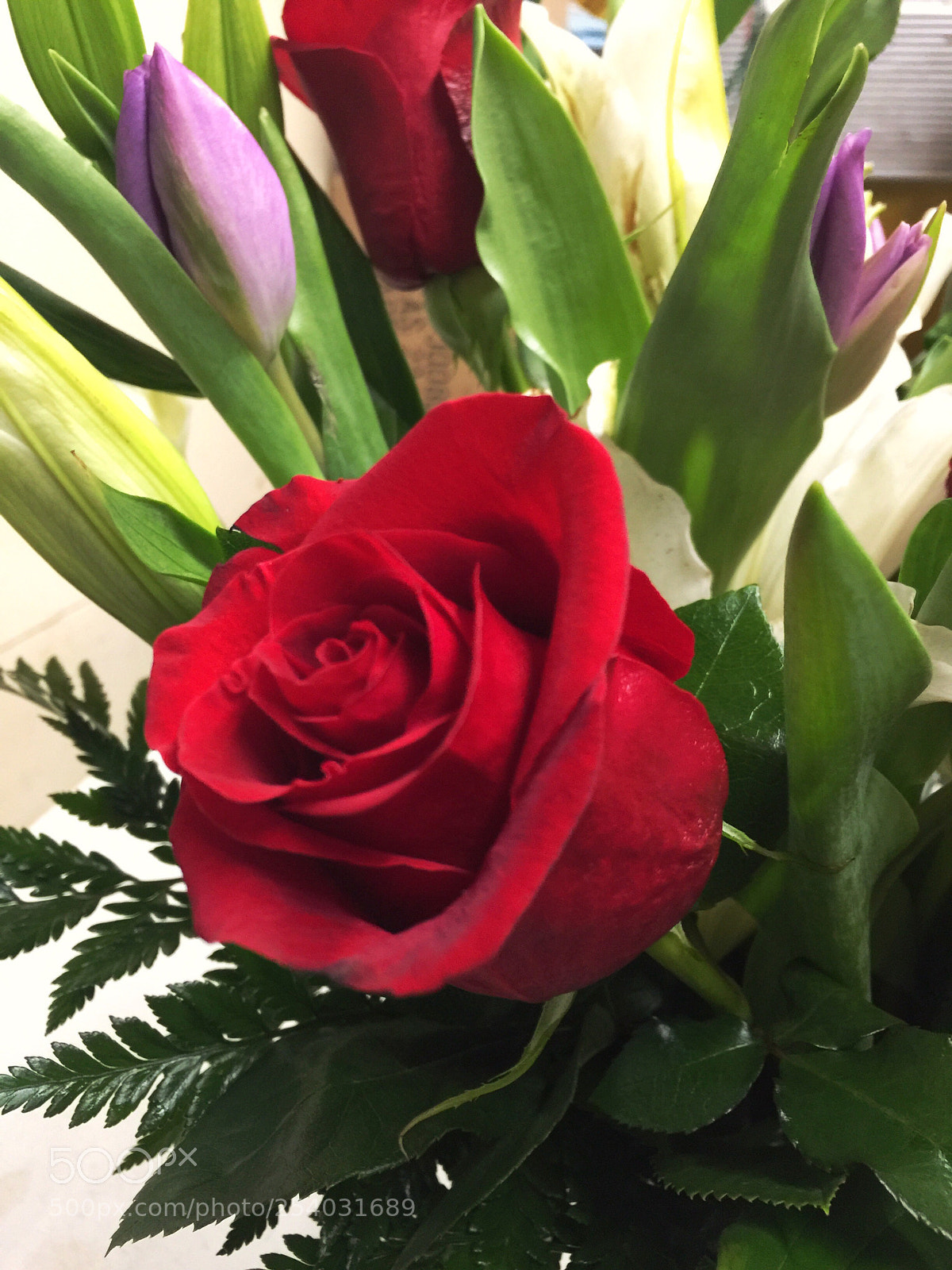 Apple iPhone 6 Plus sample photo. Today’s flower ?  photography