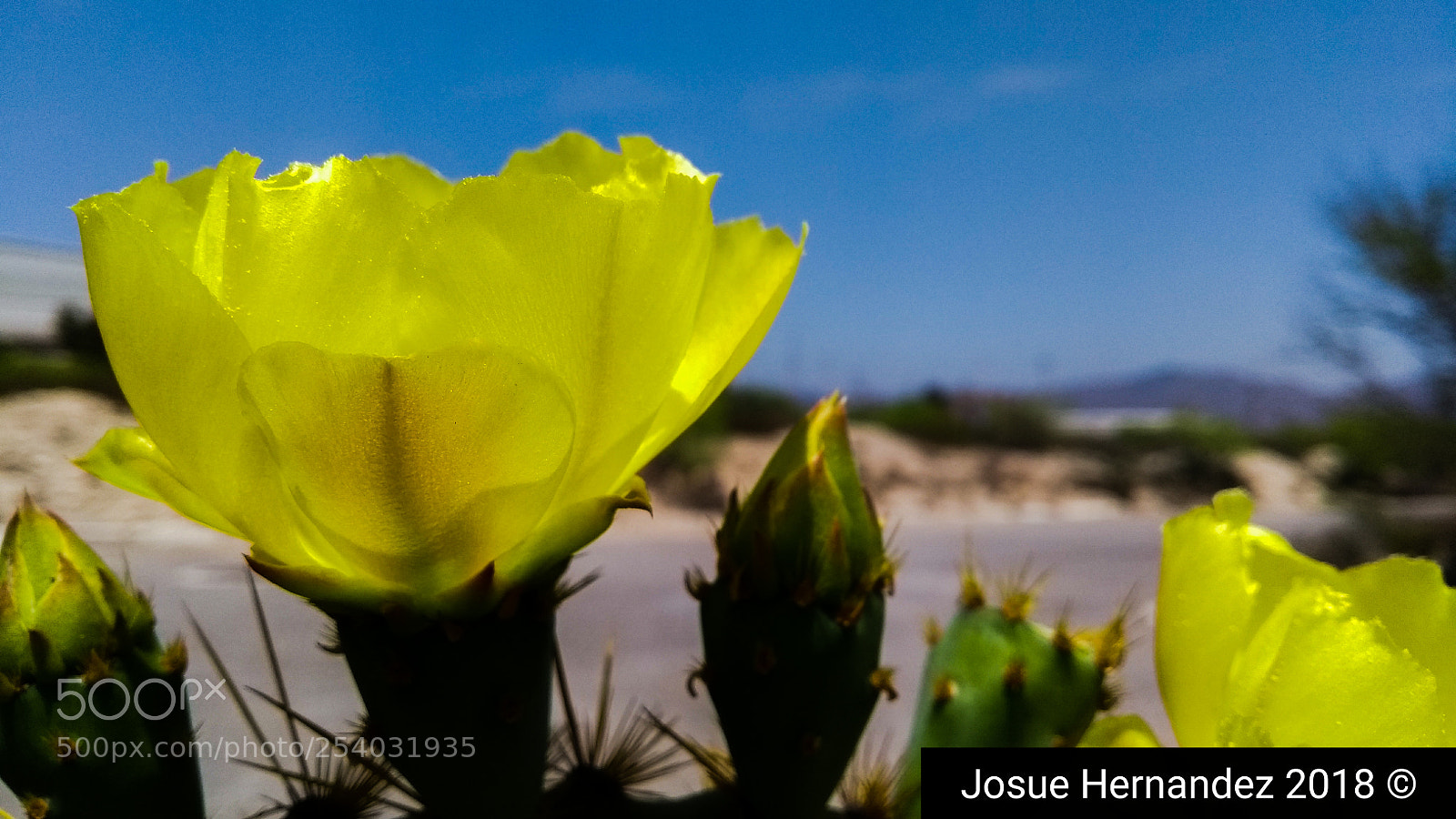 Motorola Moto G (5th Gen) sample photo. Flor photography