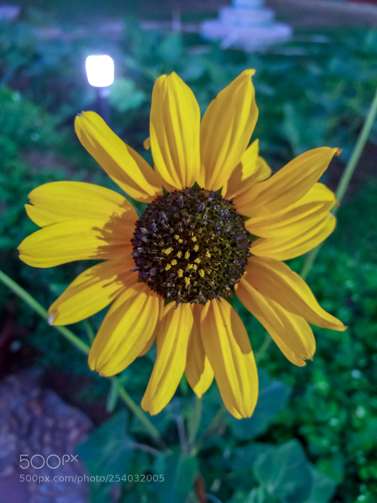 Samsung Galaxy J5 sample photo. Beautiful sunflower photography