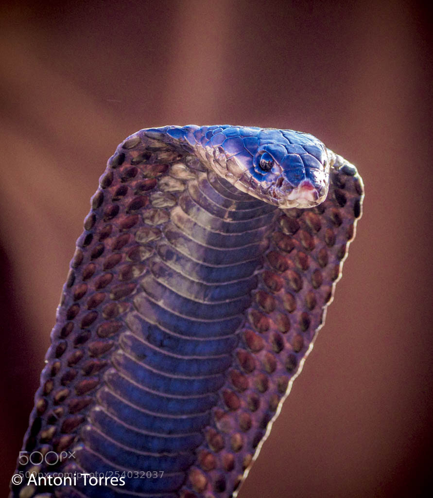 Olympus OM-D E-M1 Mark II sample photo. La cobra photography