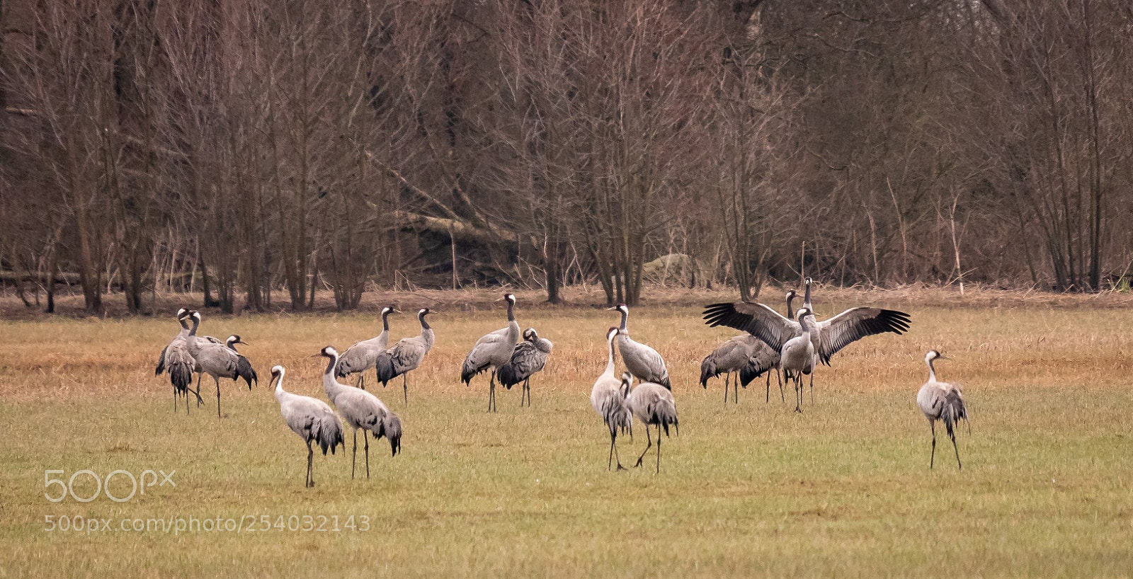 Panasonic Lumix DMC-GX85 (Lumix DMC-GX80 / Lumix DMC-GX7 Mark II) sample photo. Grus grus photography