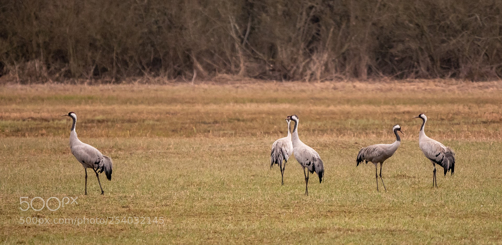 Panasonic Lumix DMC-GX85 (Lumix DMC-GX80 / Lumix DMC-GX7 Mark II) sample photo. Grus grus photography