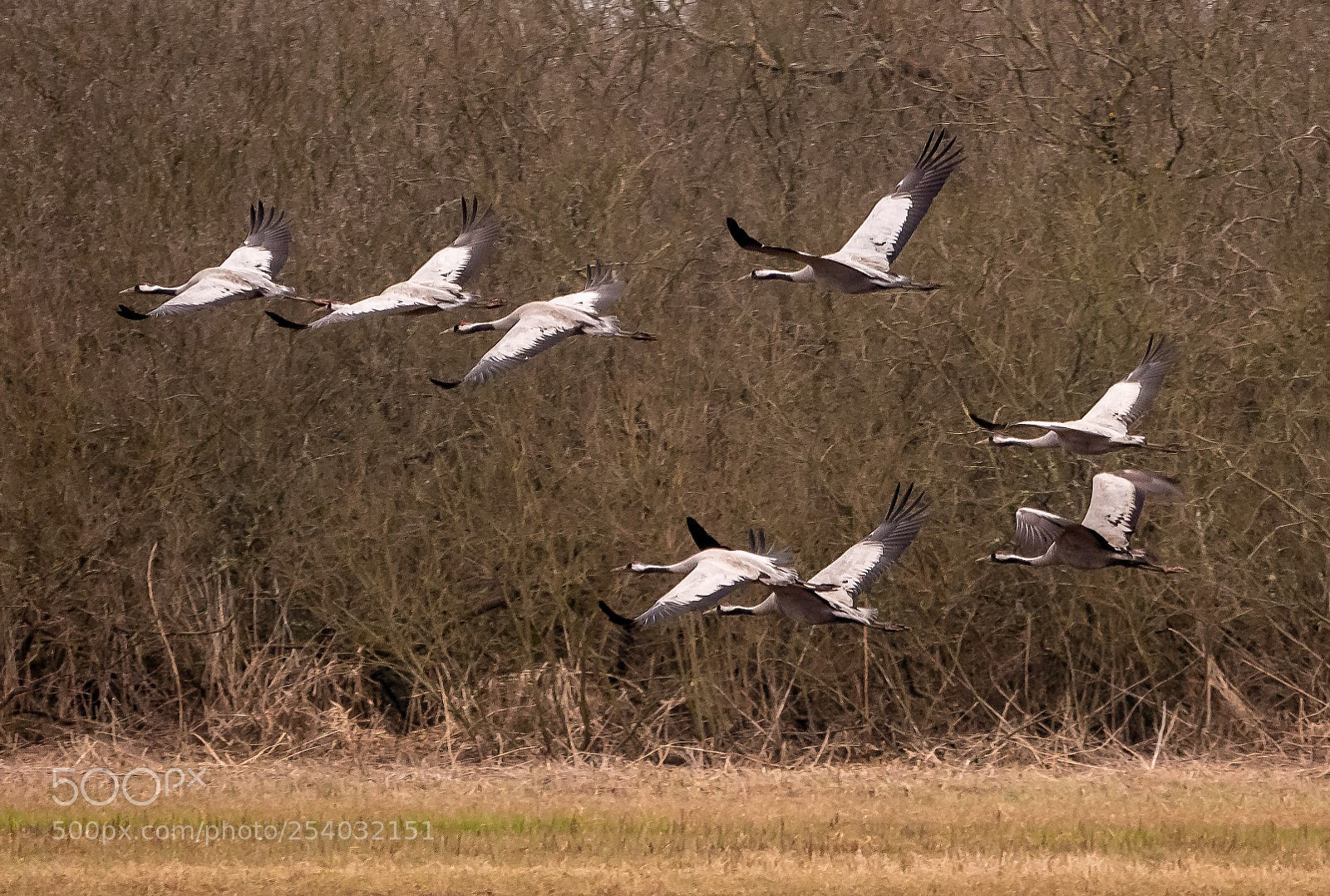 Panasonic Lumix DMC-GX85 (Lumix DMC-GX80 / Lumix DMC-GX7 Mark II) sample photo. Grus grus photography