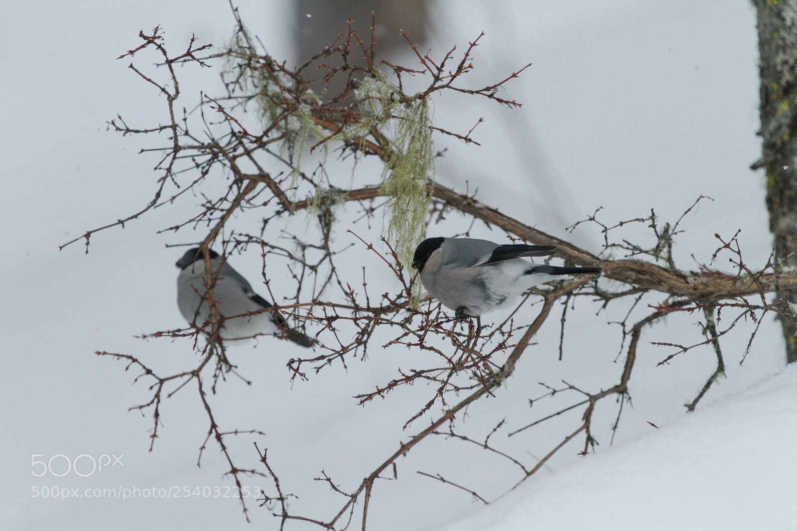 Canon EOS 7D sample photo. Grey bullfinch photography
