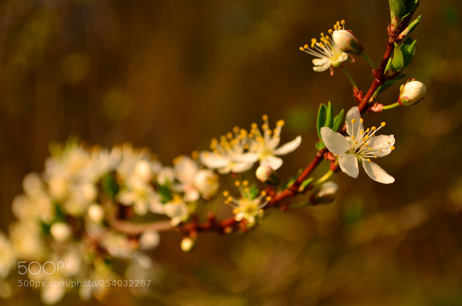 Nikon D5100 sample photo. Cherry plum flower photography