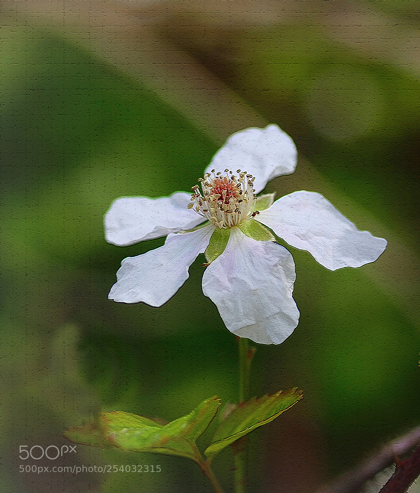Canon EOS 70D sample photo. Blackberry blossom photography