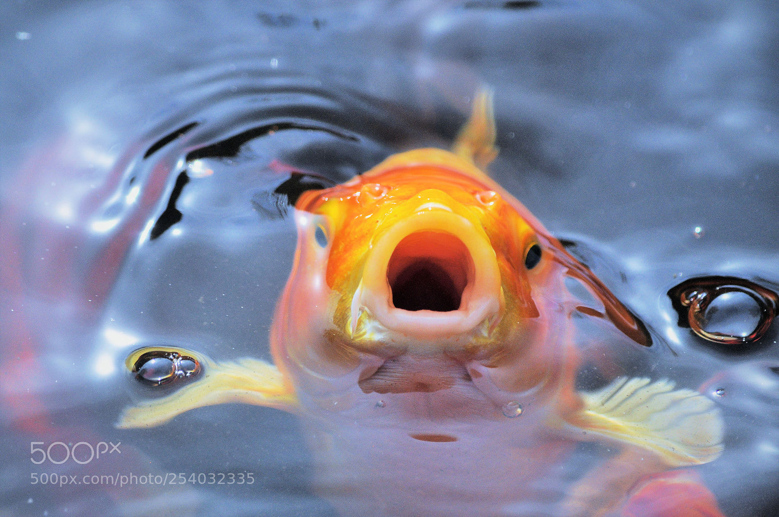 Nikon D90 sample photo. Koi portrait photography