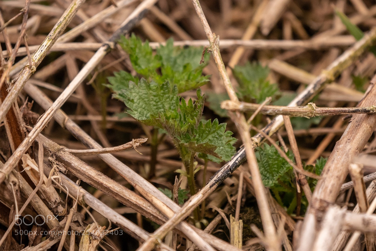 Panasonic Lumix DMC-GX85 (Lumix DMC-GX80 / Lumix DMC-GX7 Mark II) sample photo. Spring photography