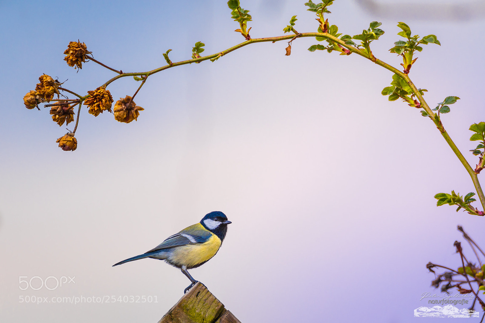Canon EOS 5D Mark IV sample photo. Birds in the garden... photography