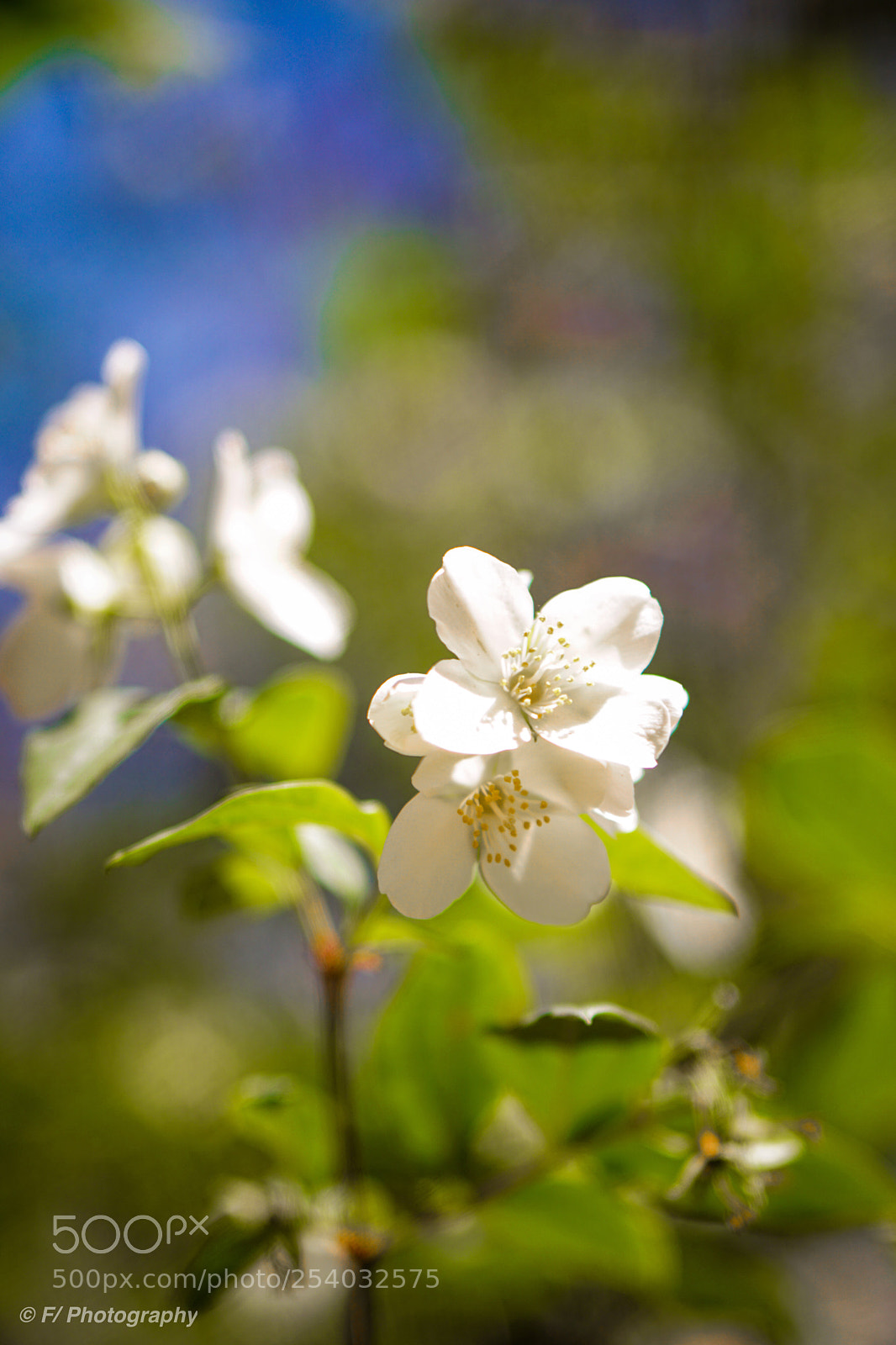 Sony a6300 sample photo. Blooming photography