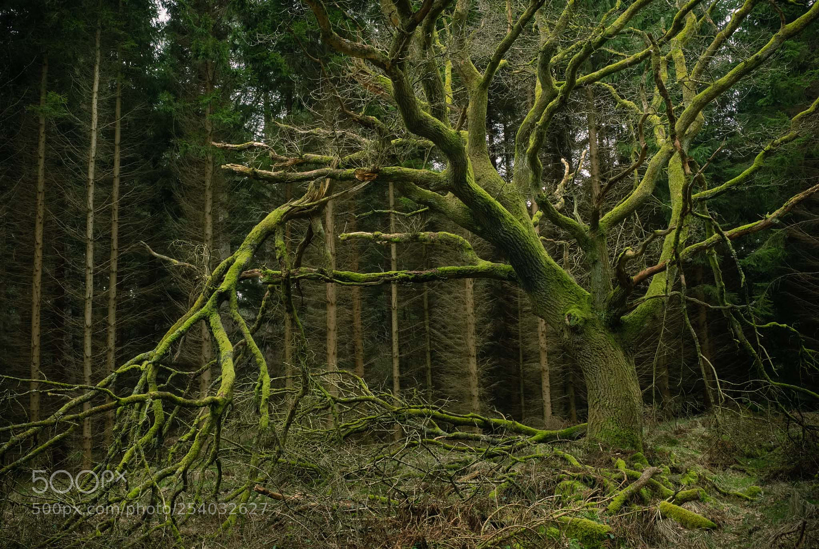 Fujifilm X-T1 sample photo. One of the old photography