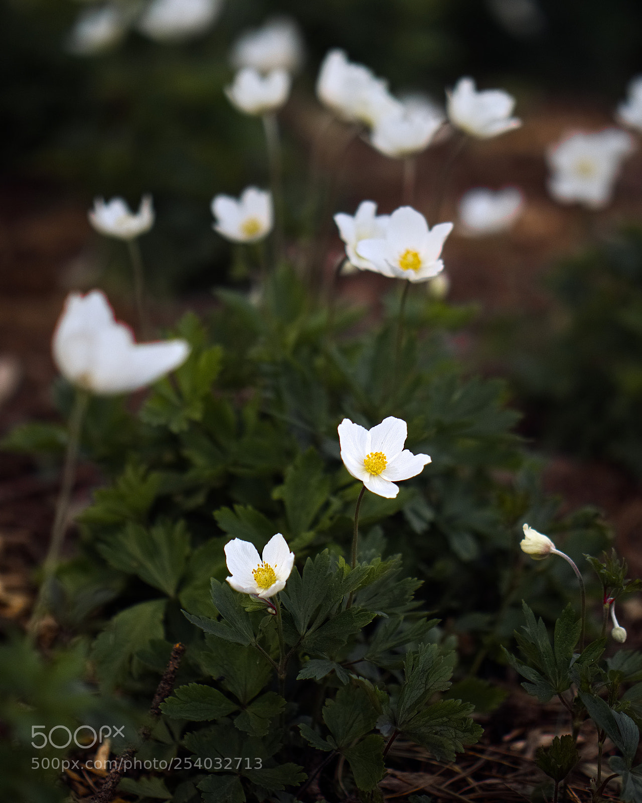 Panasonic Lumix DC-GH5 sample photo. *** photography