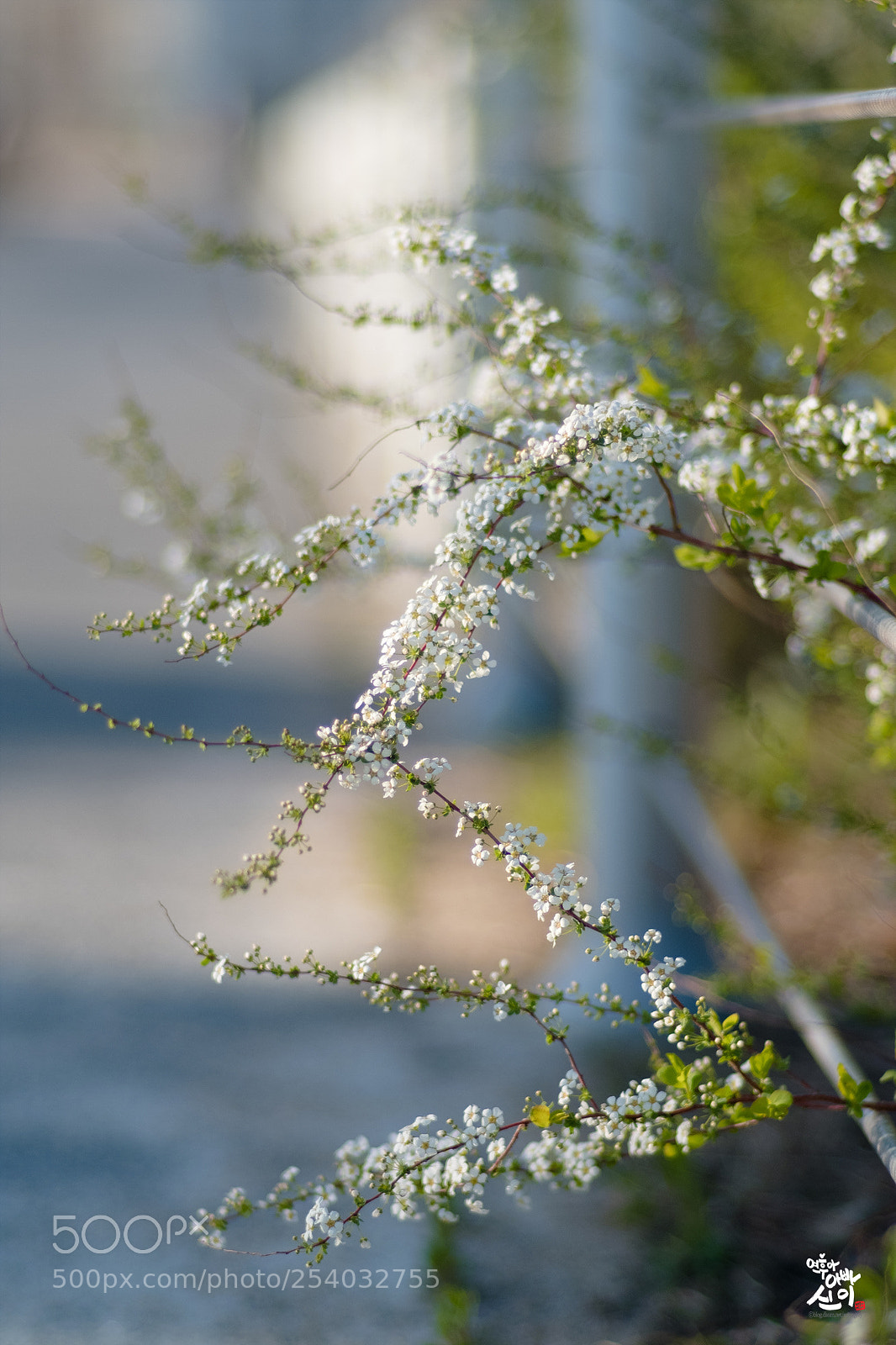 Fujifilm X-T2 sample photo. Bridal wreath photography
