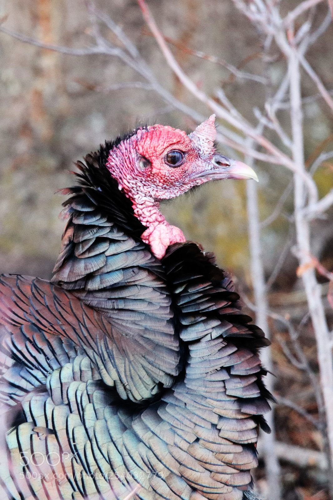 Canon EOS 80D sample photo. Female wild turkey photography