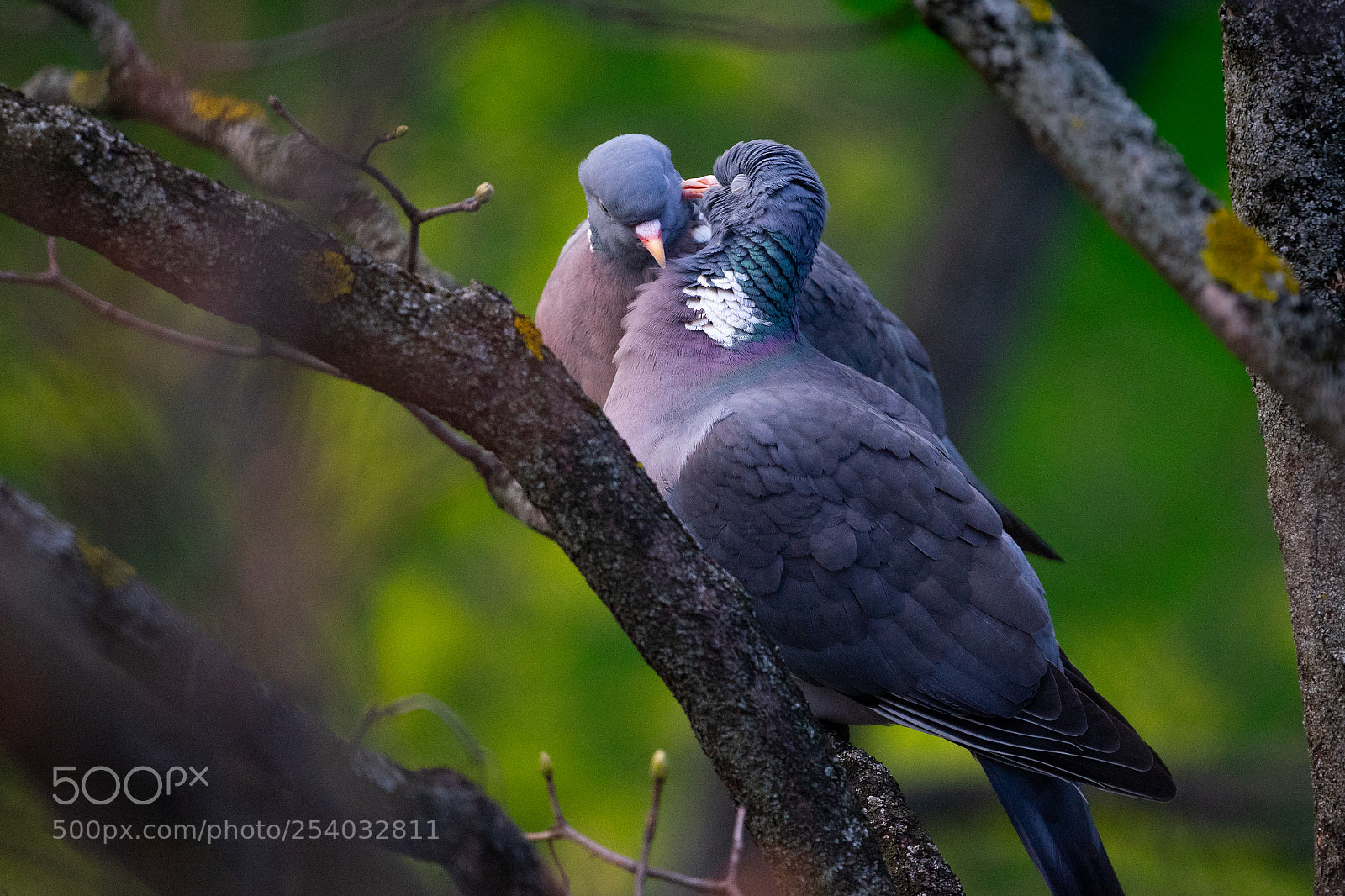 Sony a7 II sample photo. Lovebirds photography