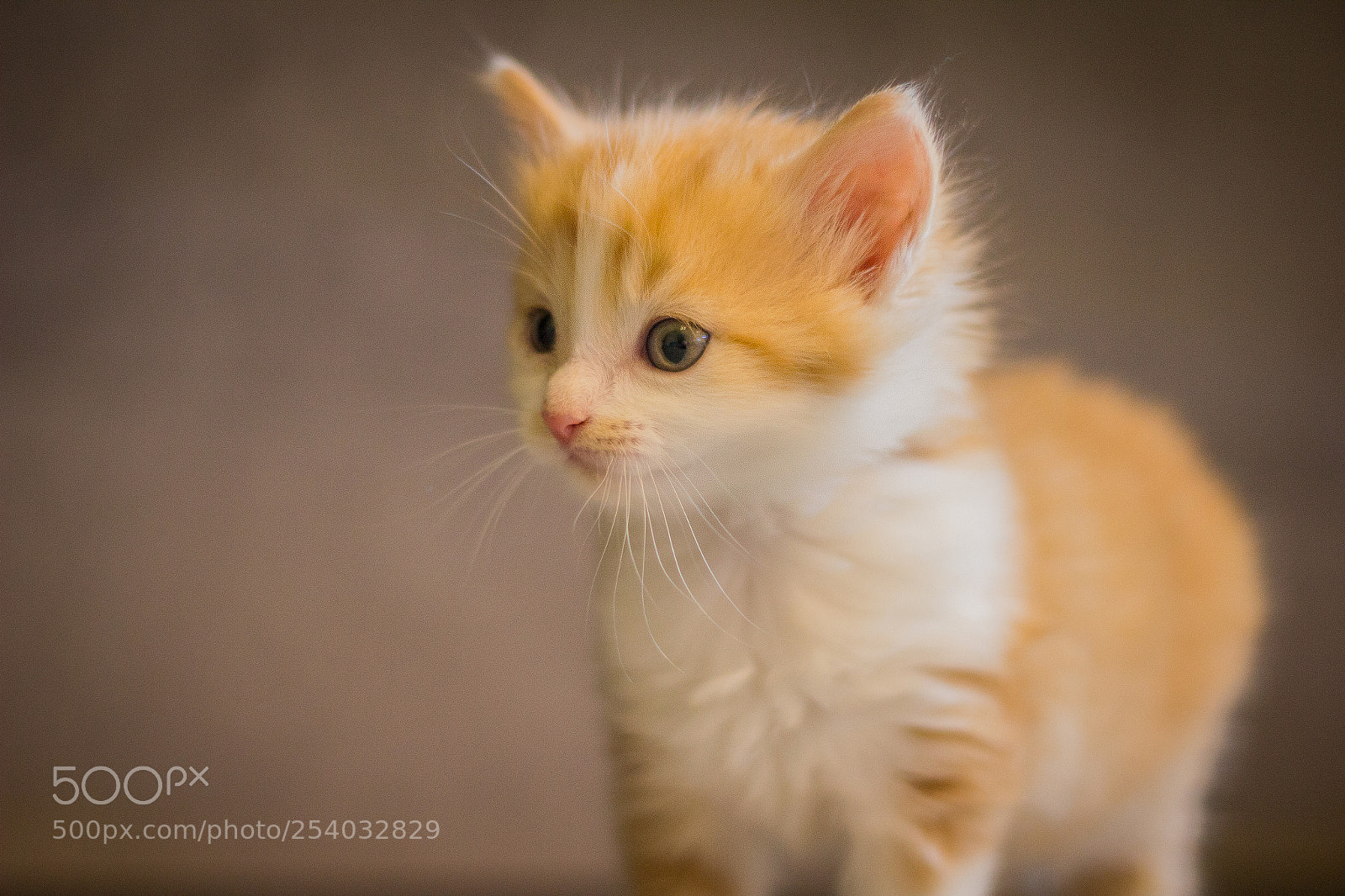 Canon EOS 550D (EOS Rebel T2i / EOS Kiss X4) sample photo. Orange kitty photography