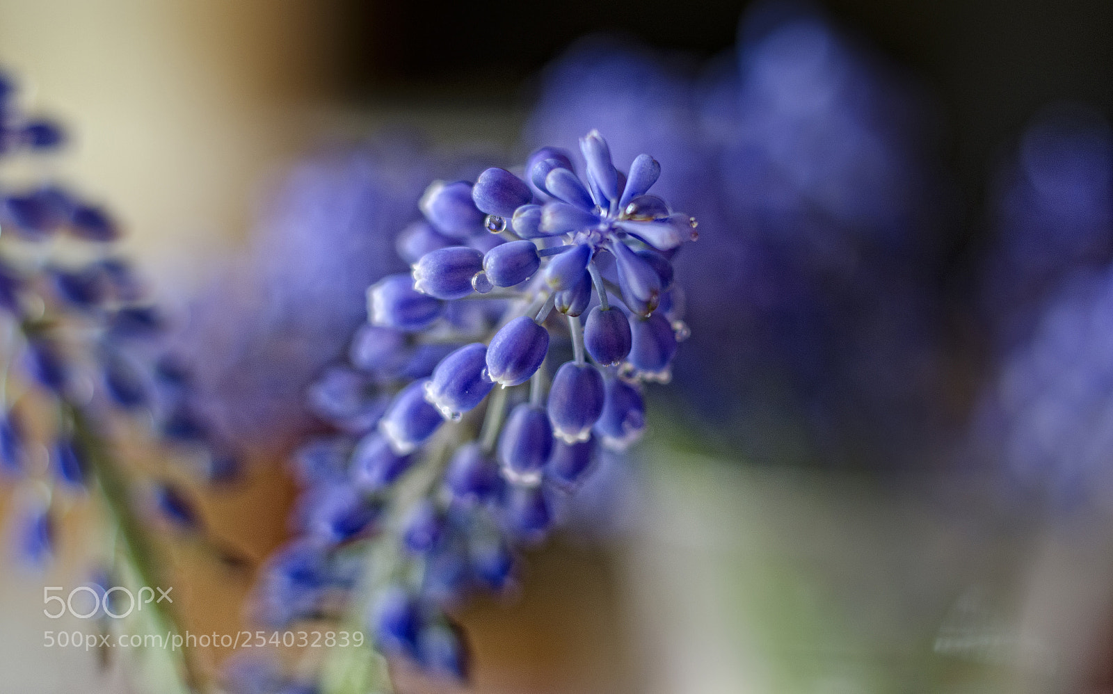 Nikon D7000 sample photo. My garden photography