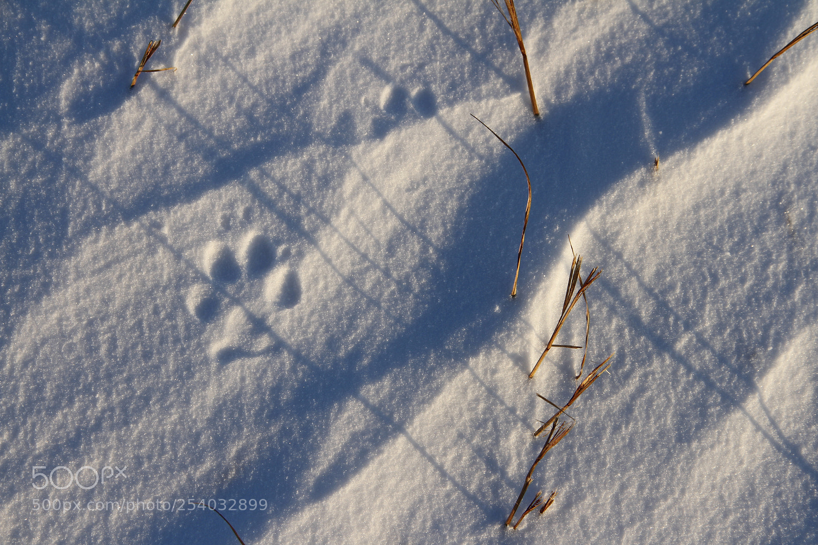 Canon EF-S 18-135mm F3.5-5.6 IS sample photo. Close-up of small dog photography