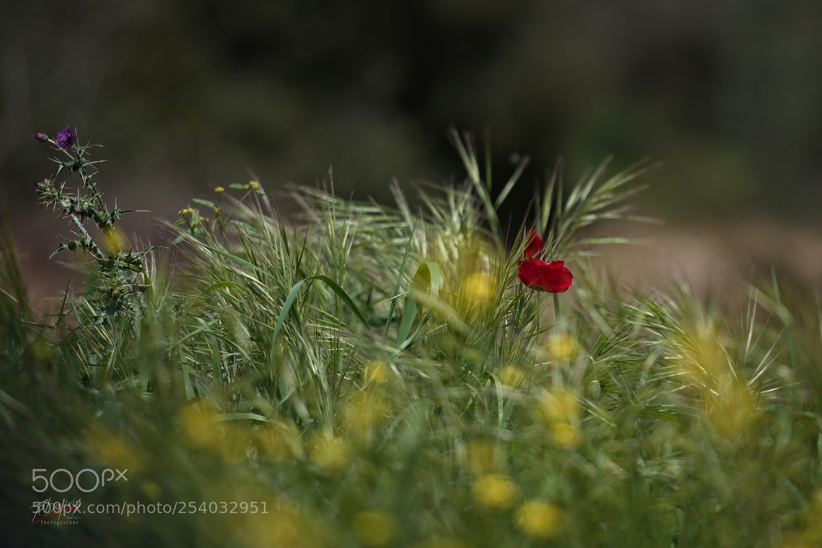 Nikon D810 sample photo. Spring photography