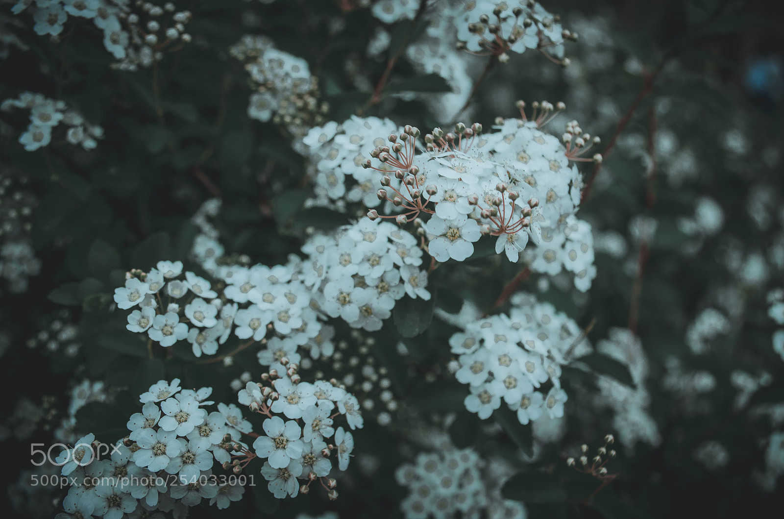 Nikon D5100 sample photo. White flowers photography
